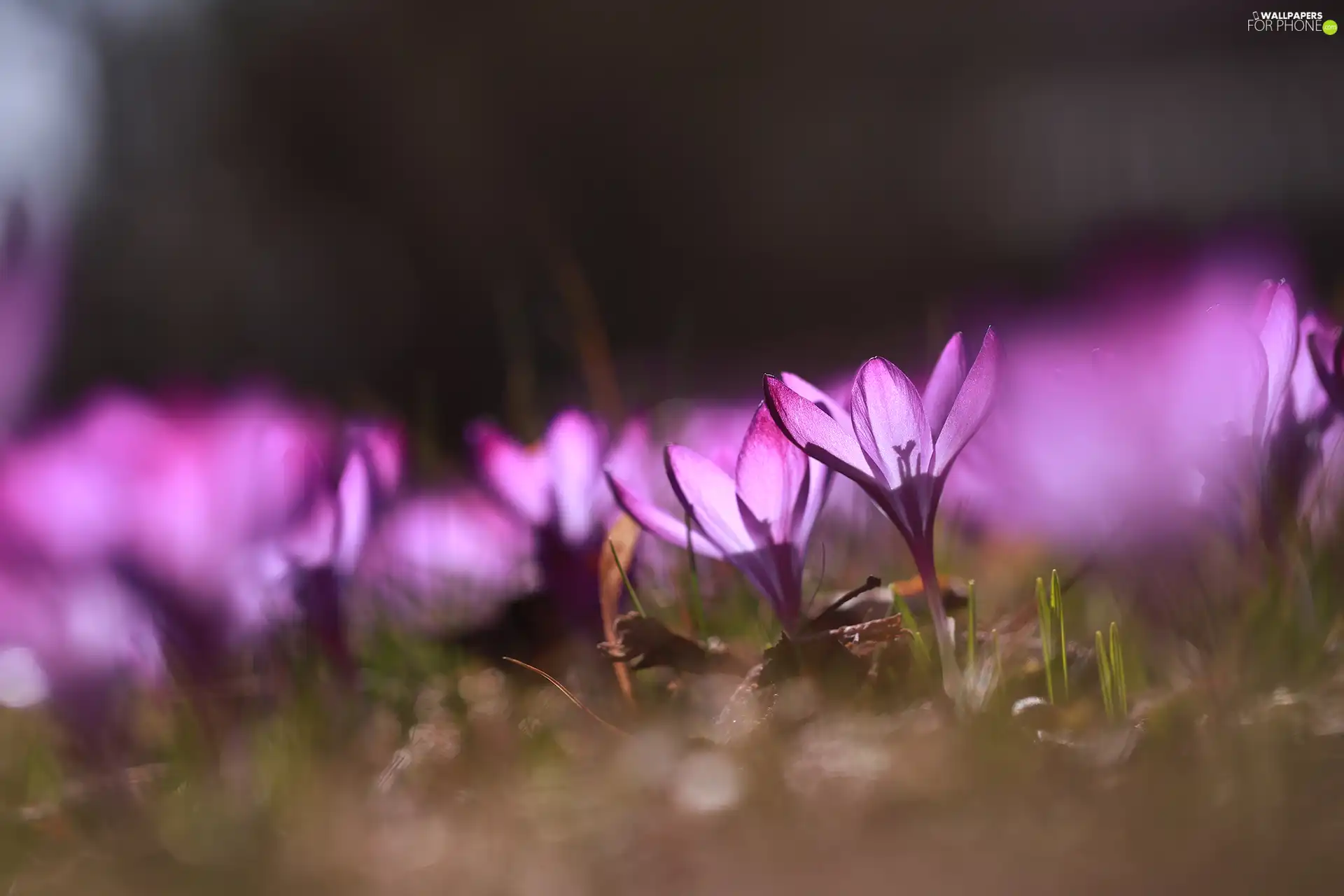 illuminated, Flowers, crocuses, purple