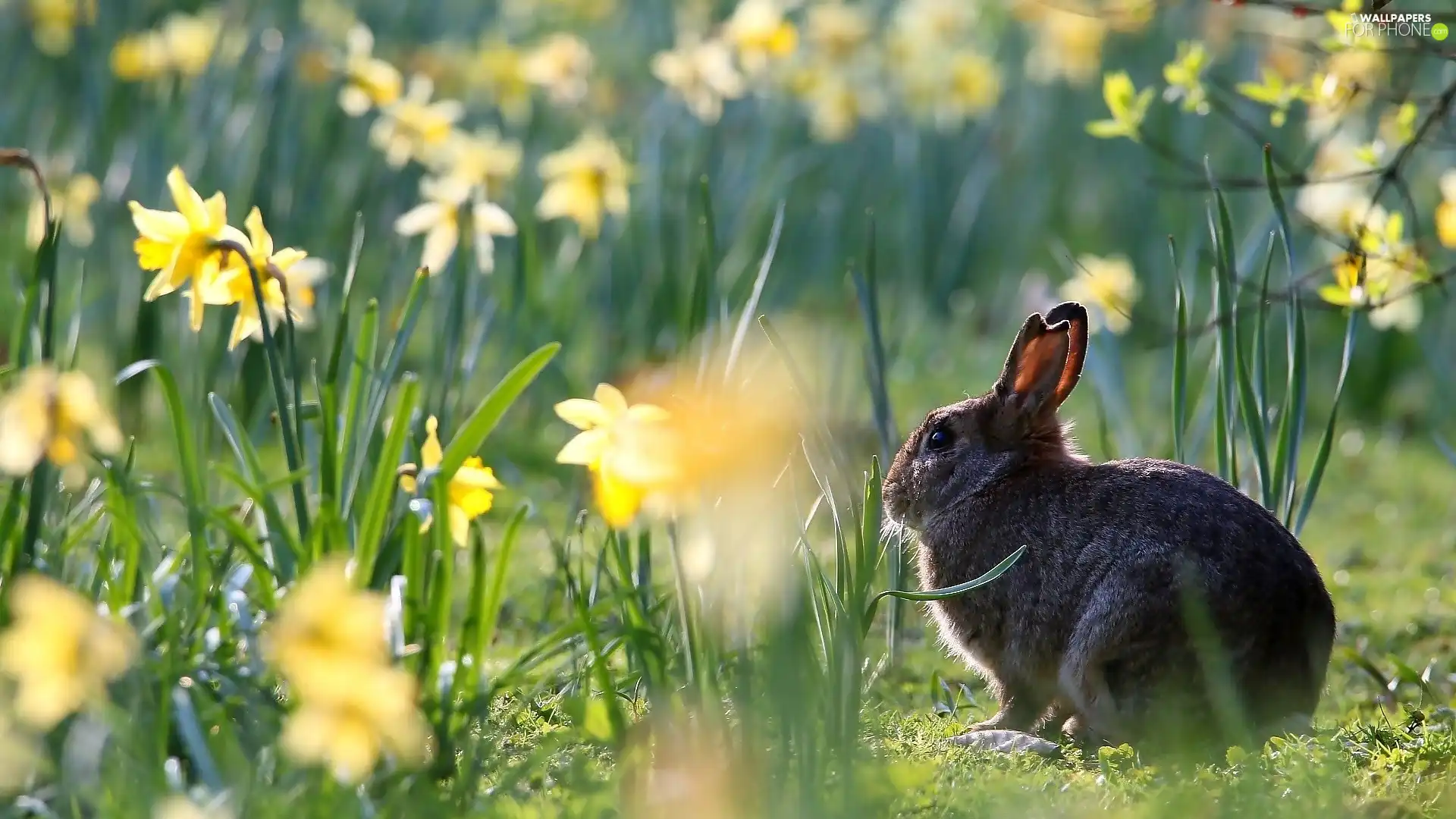 Daffodils, Rabbit