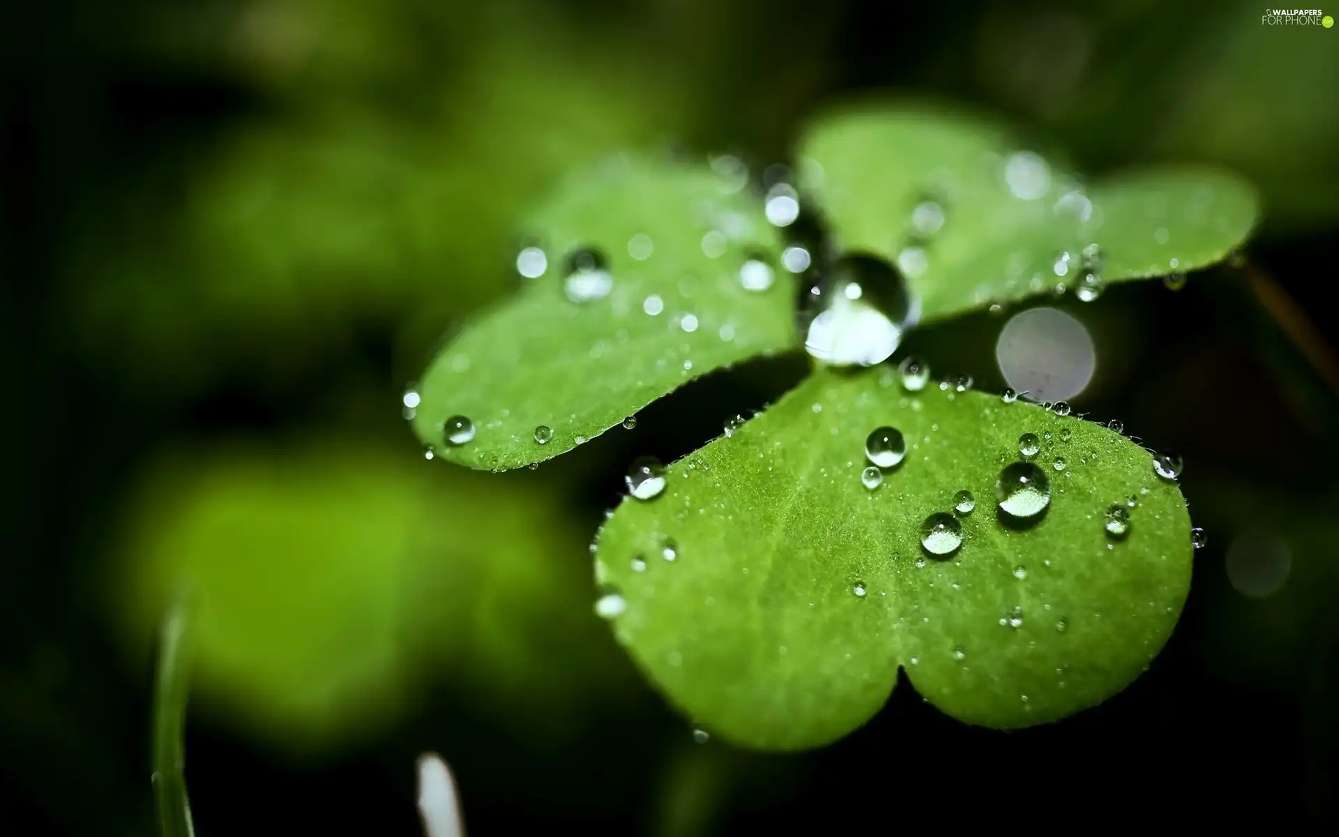clover, drops, rain, leaves