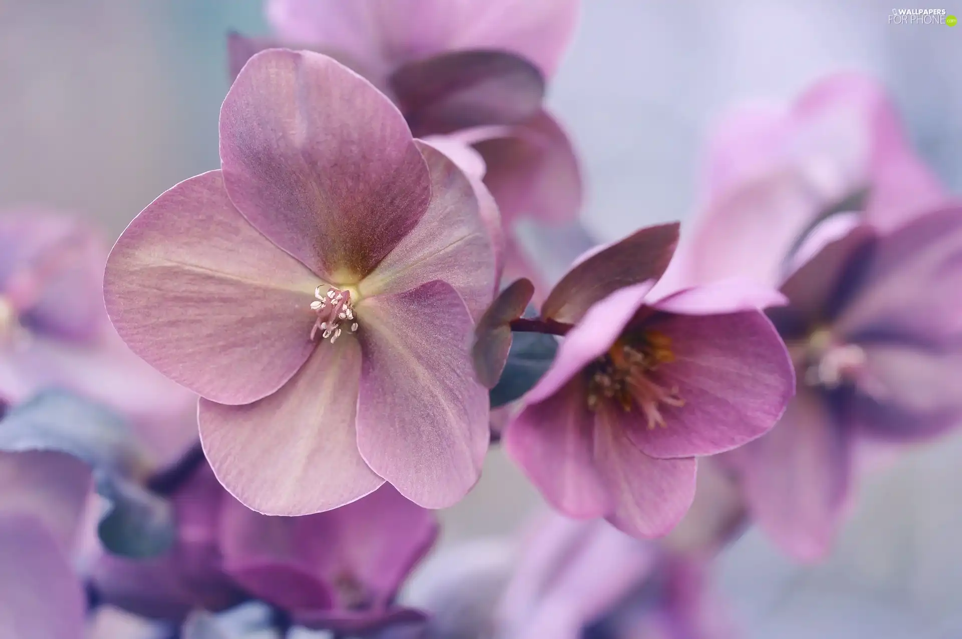 rapprochement, lilac, Flowers