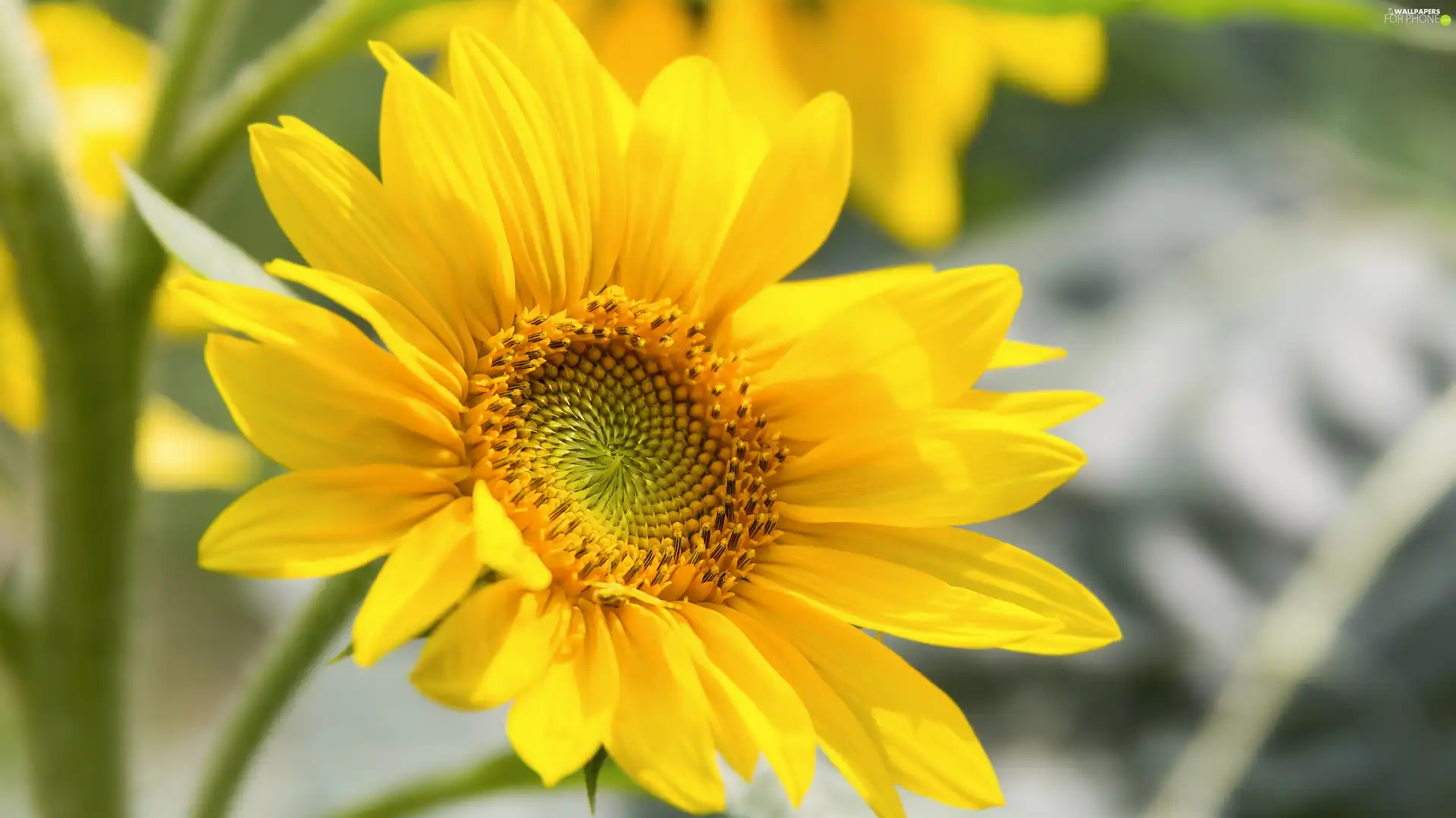 rapprochement, Yellow, Sunflower