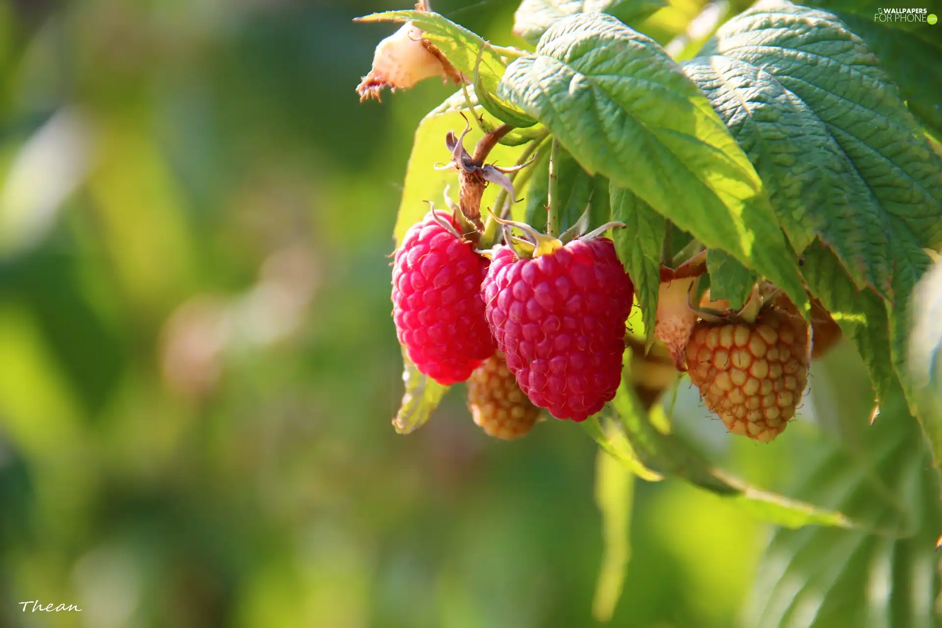 maturing, raspberries