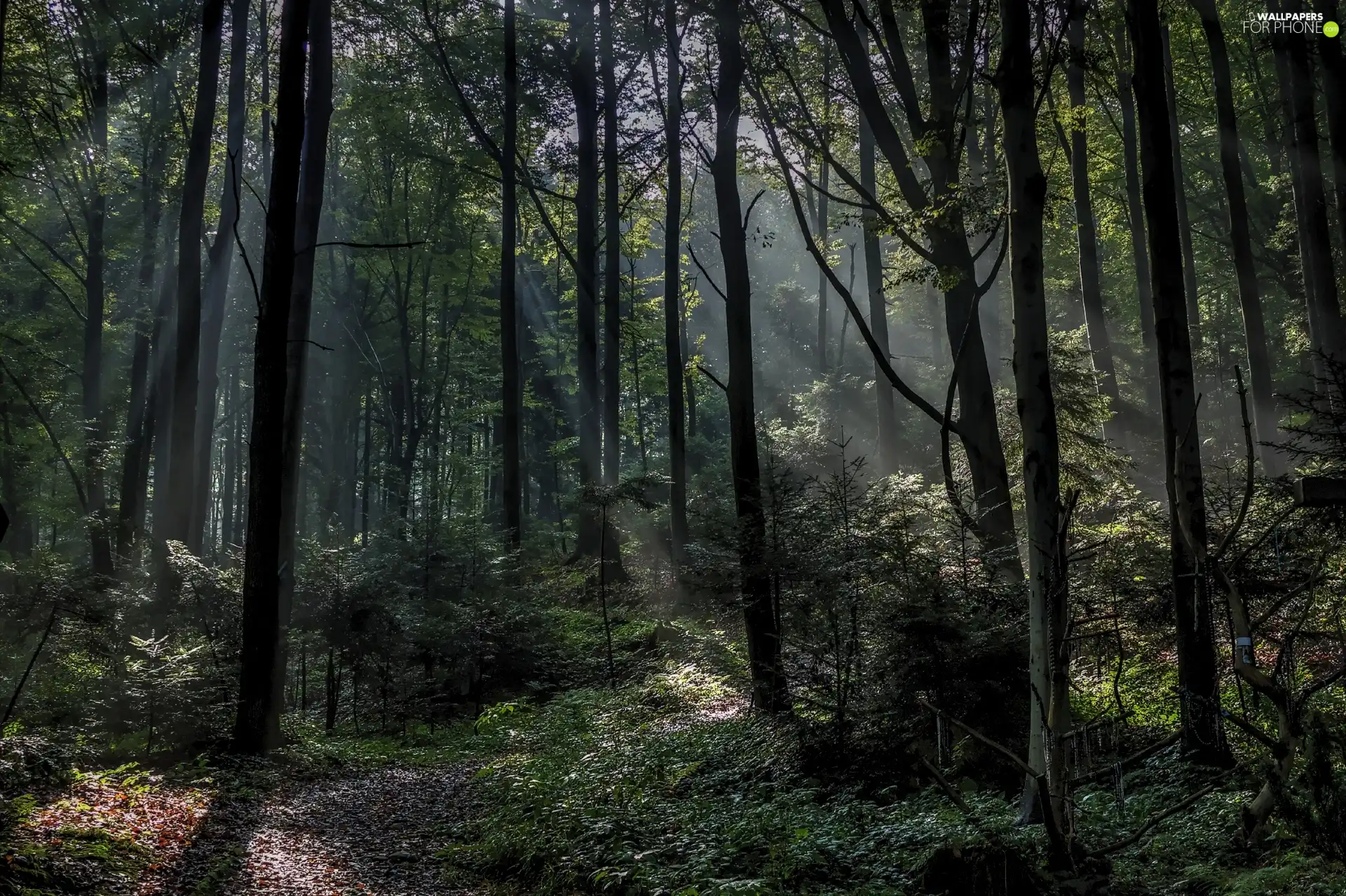 forest, rays