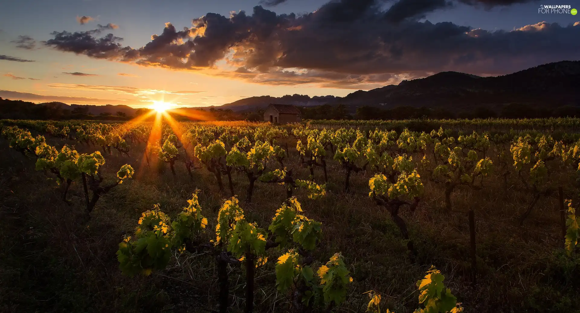 vineyard, Great Sunsets, rays