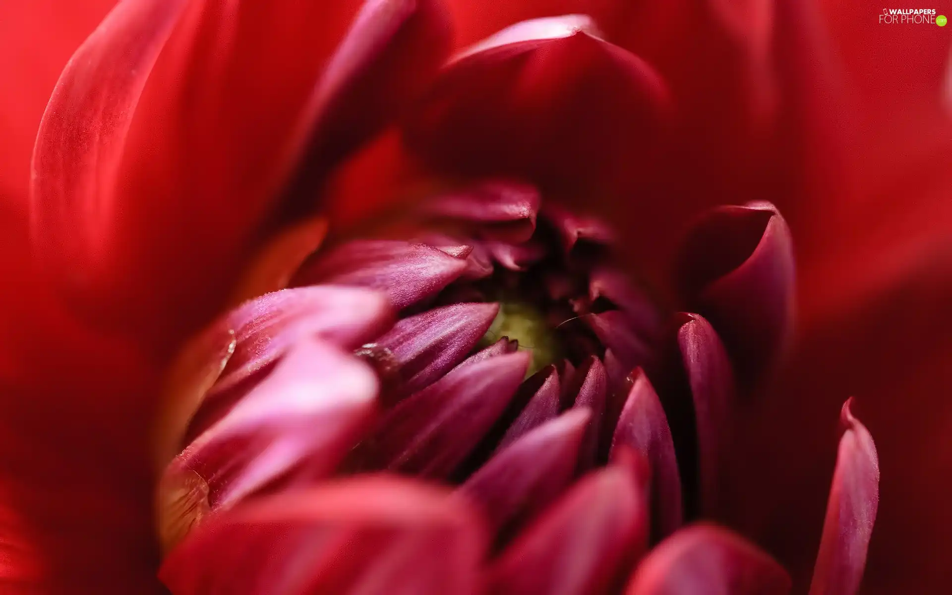 red hot, chrysanthemum