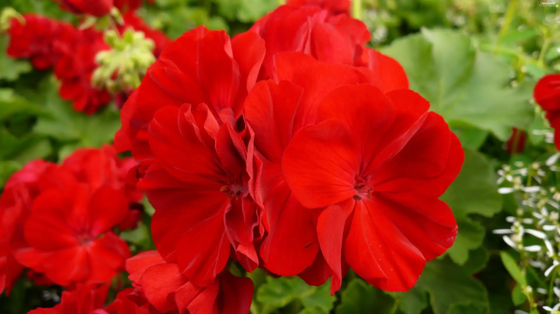 Geranium, Colourfull Flowers, Red
