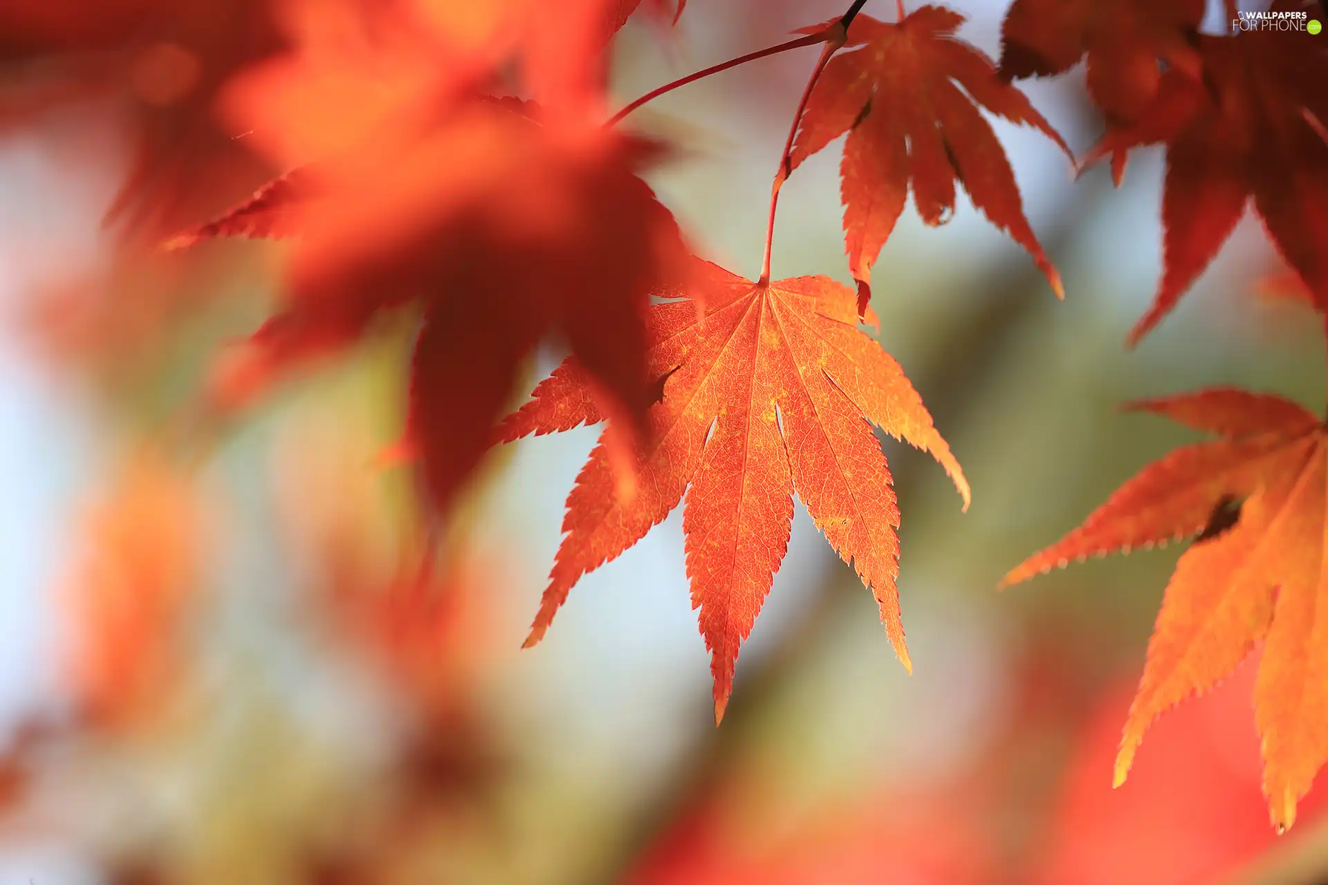 leaf, Maple Palm, Red