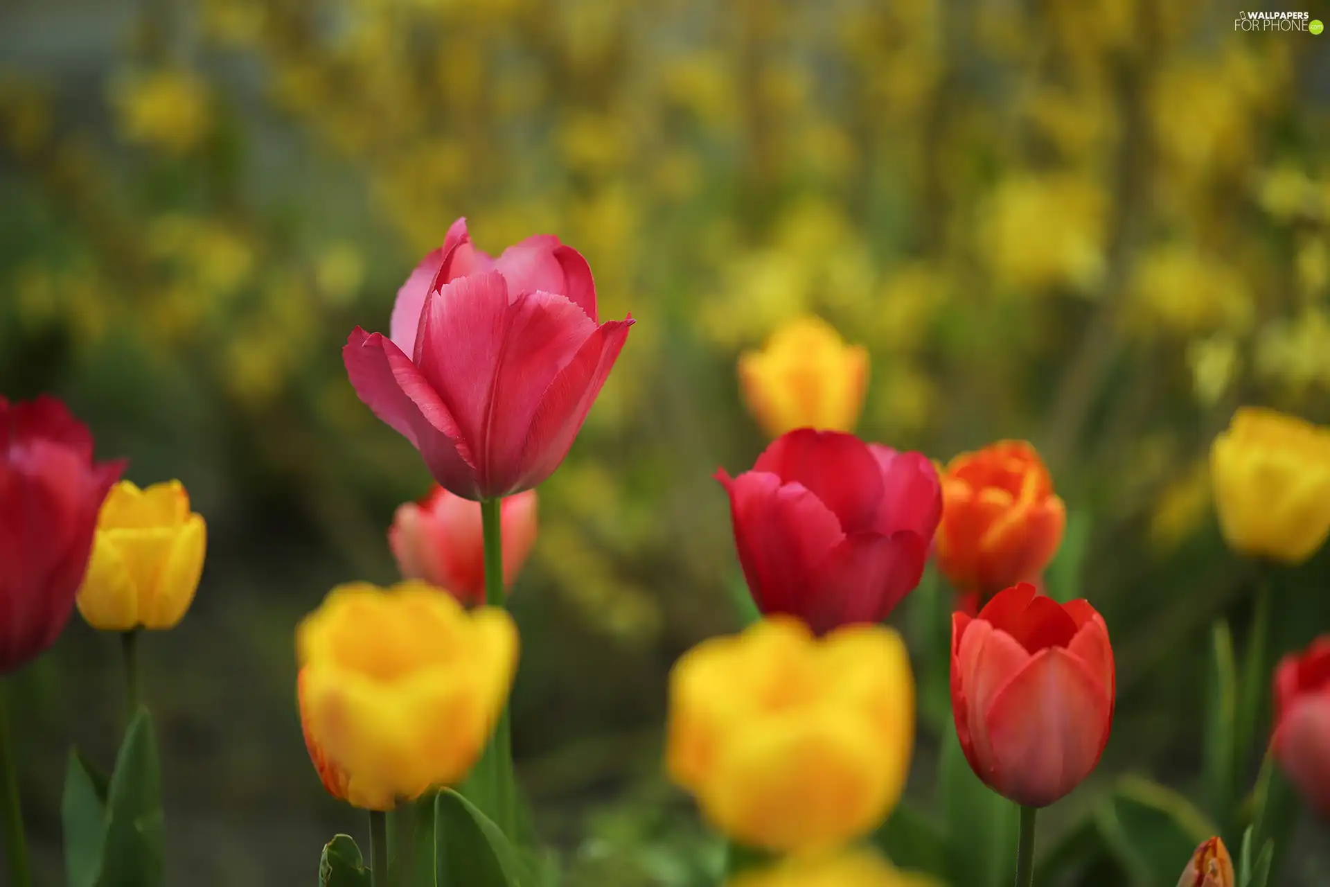 Tulips, Yellow, Flowers, Red