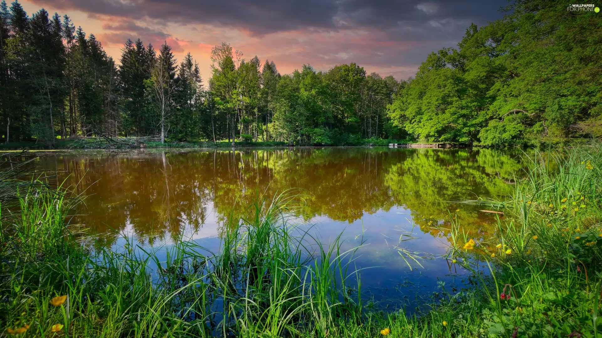 viewes, reflection, forest, trees, lake