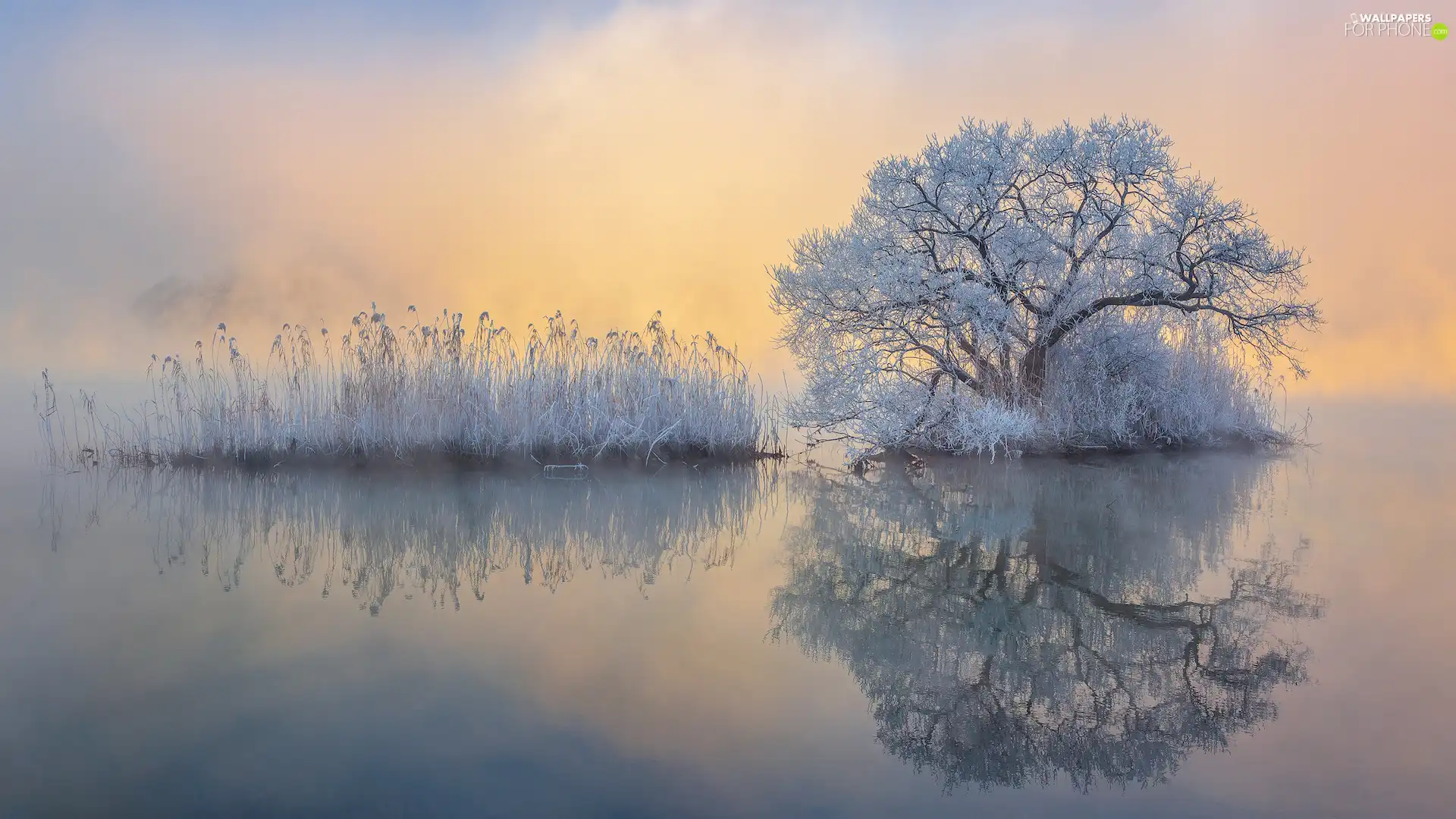 trees, winter, grass, reflection, Fog, White frost
