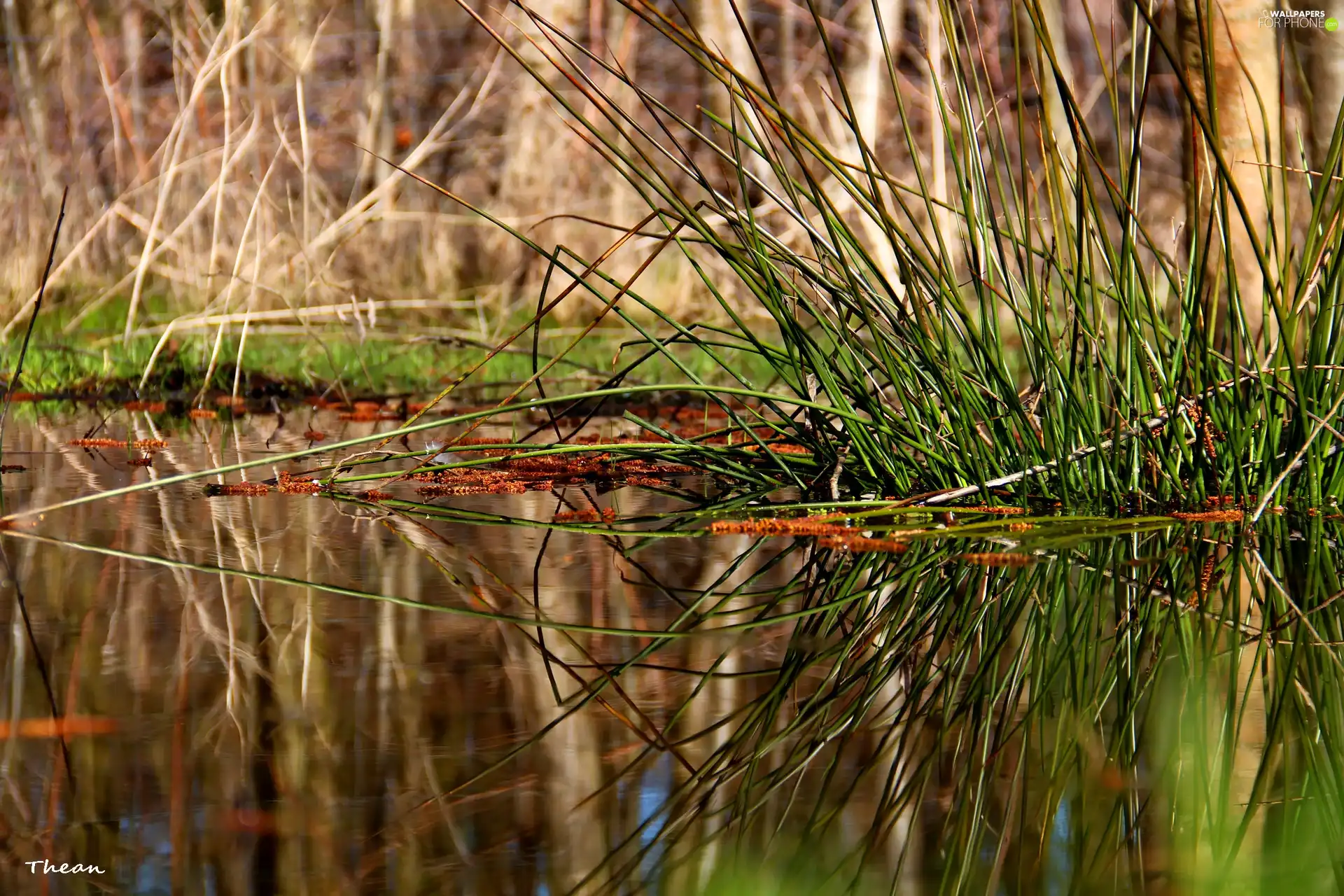 reflection, grass, water