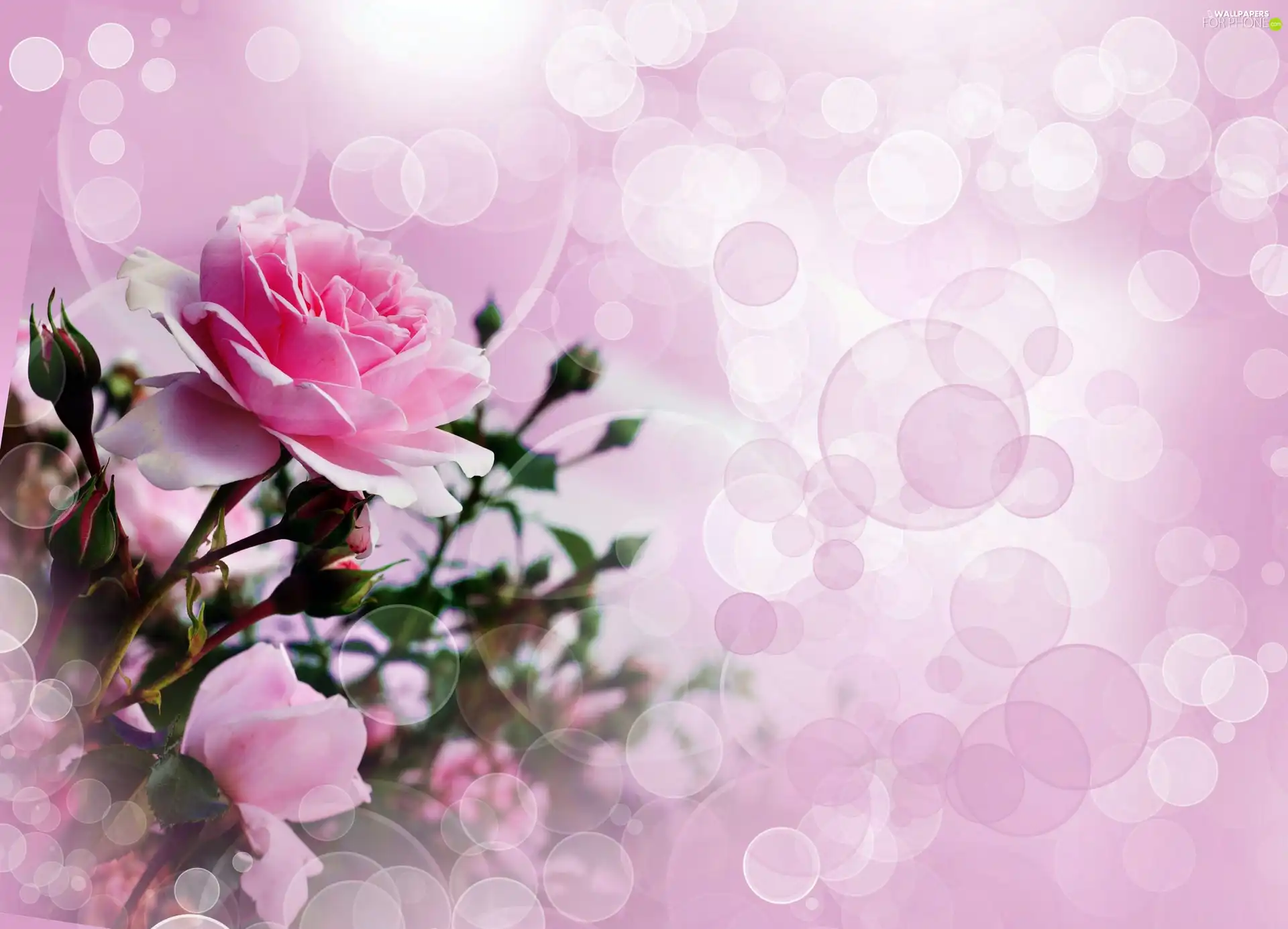 reflections, light, roses, bouquet, Pink