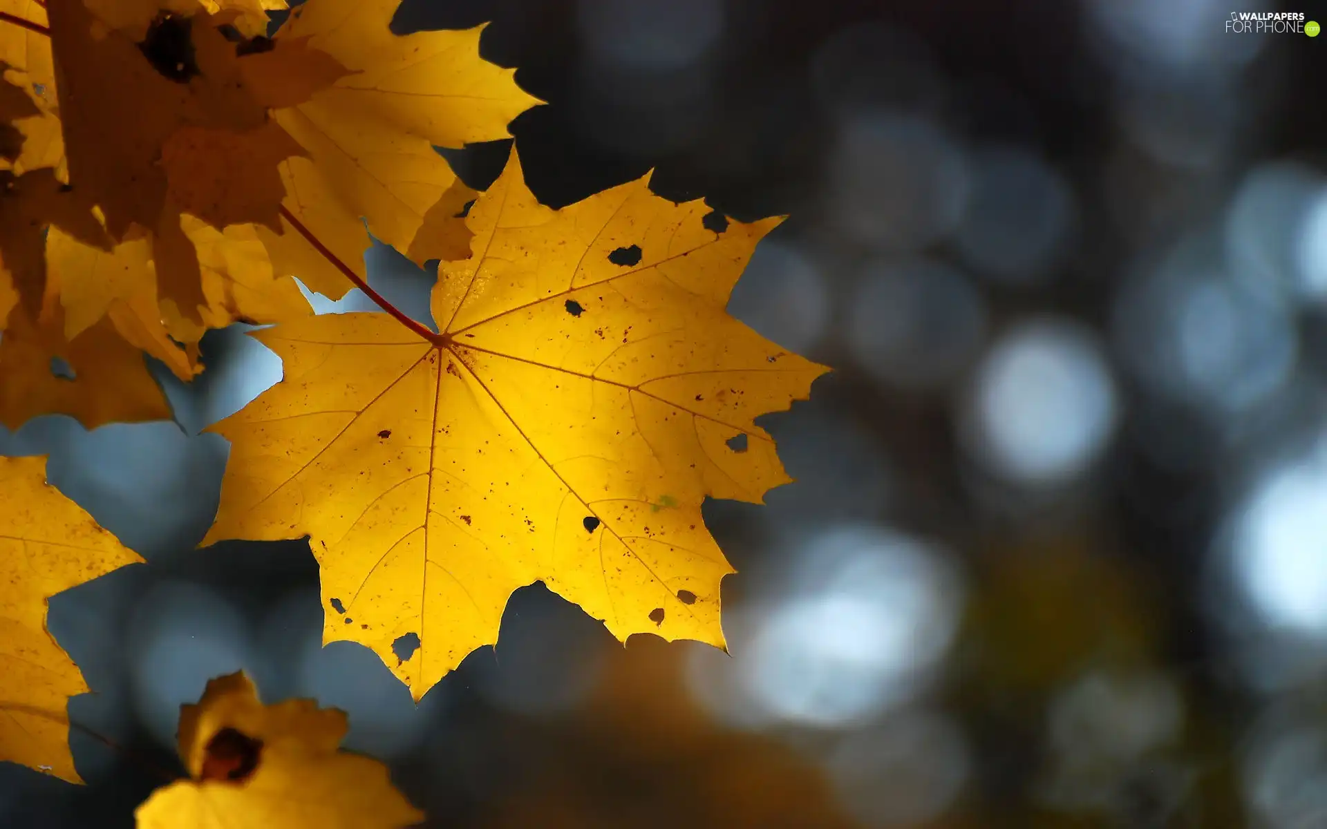 autumn, maple, reflex, leaf