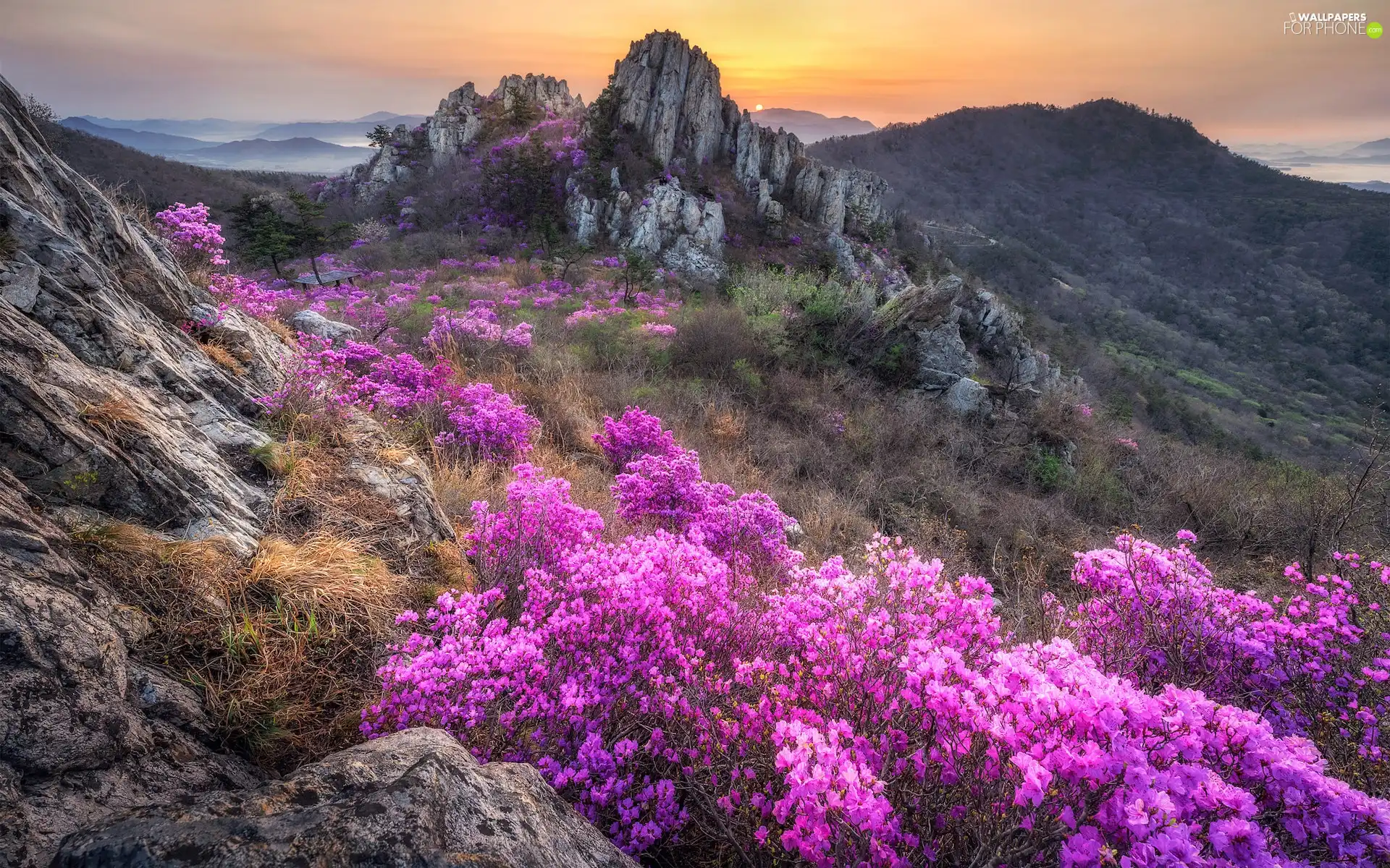 Flowers, rhododendron, Mountains, rocks, Sunrise