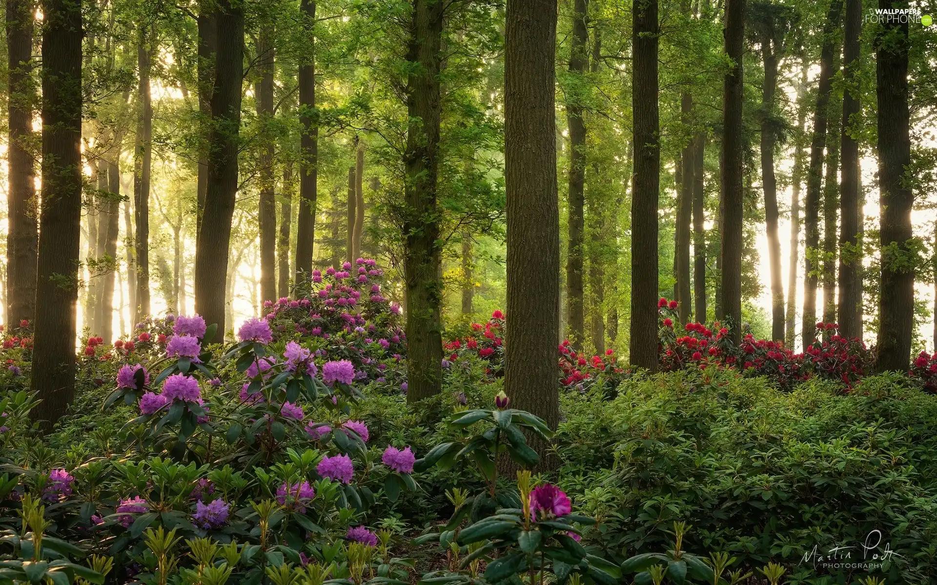 viewes, forest, Rhododendron, Rhododendrons, Bush, trees