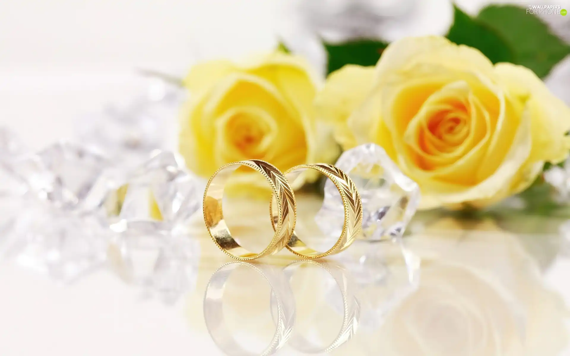 rings, roses, Golden