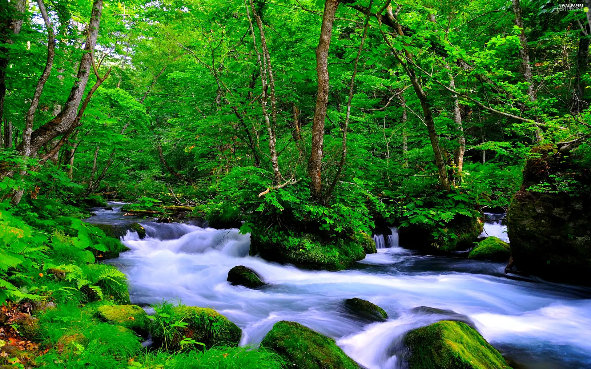 forest, River