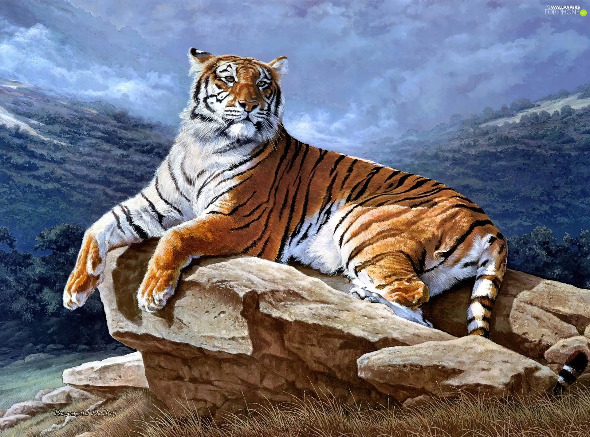 tiger, rocks
