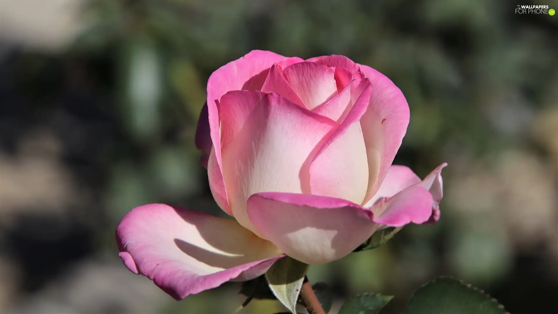 rose, illuminated, Pink