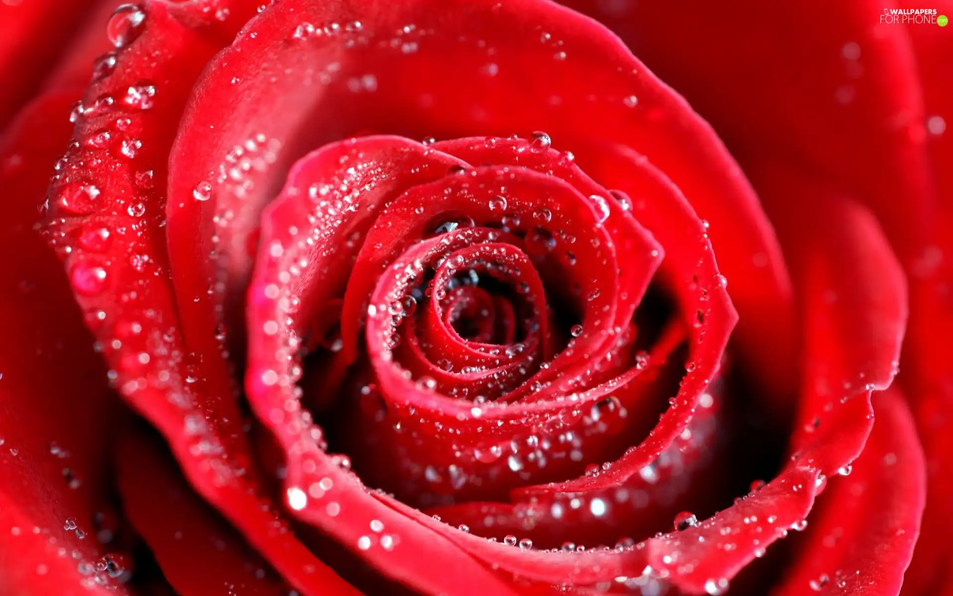 dew, red hot, rose