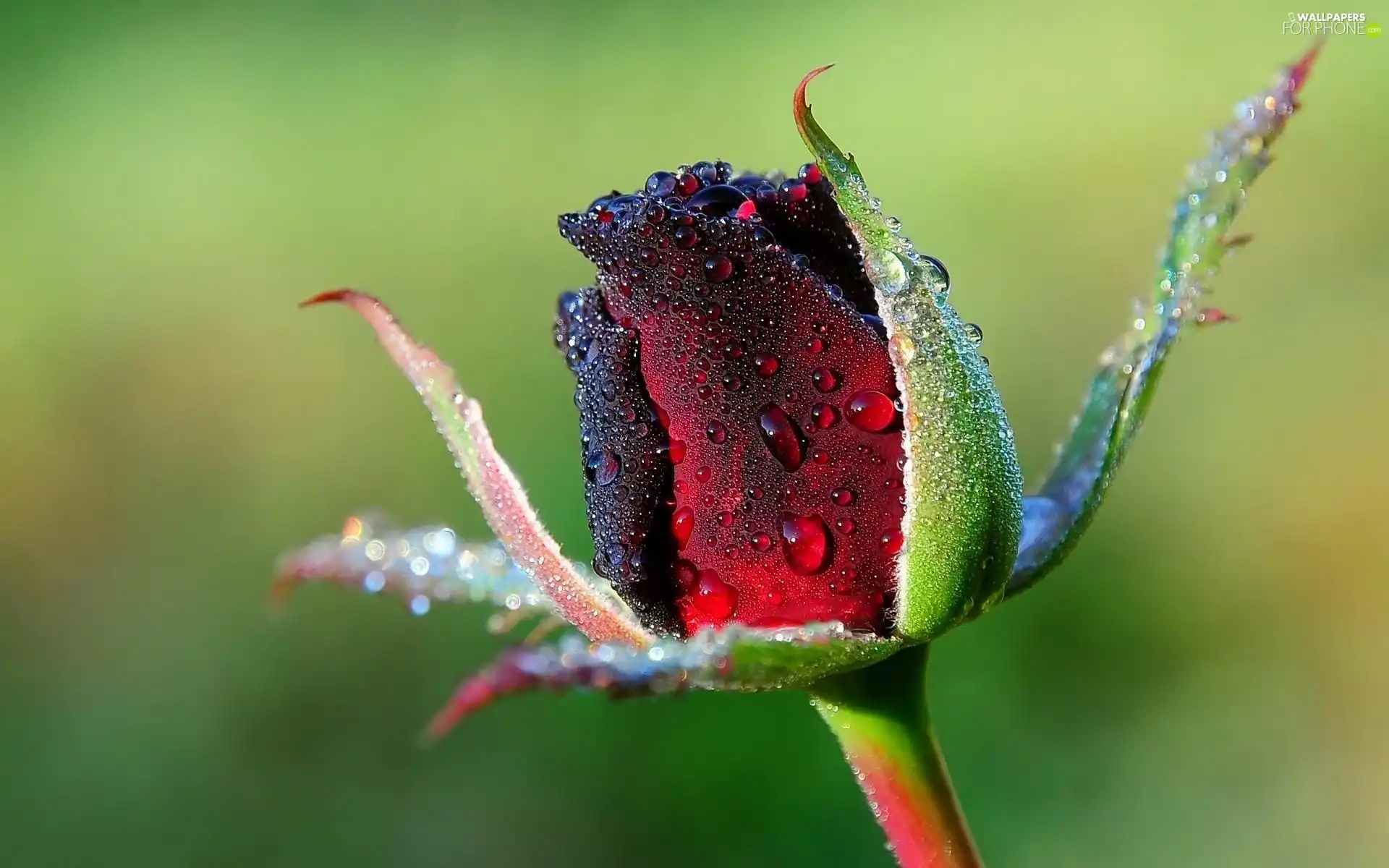 drops, red hot, rose