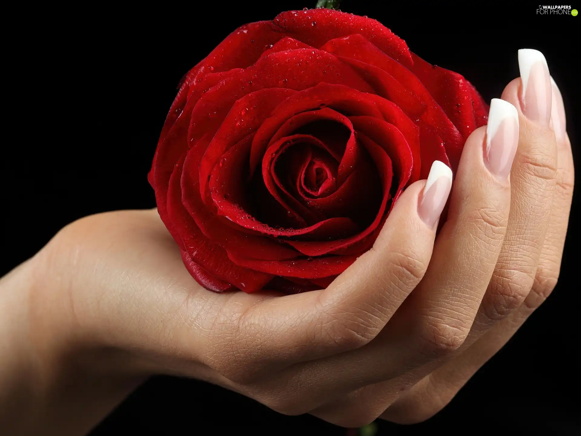 hand, red hot, rose
