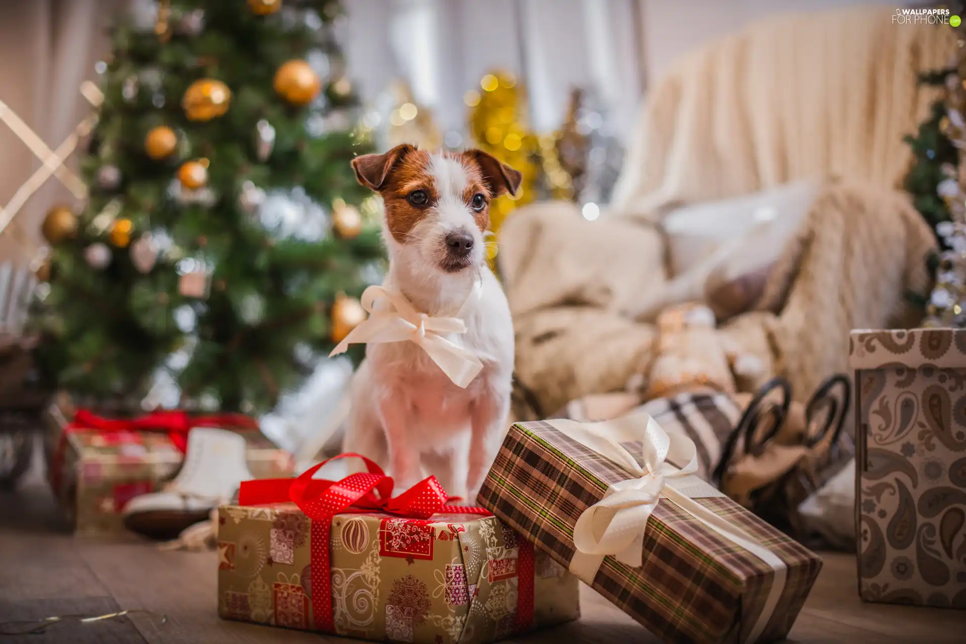 gifts, christmas, Jack Russell Terier, Loop, dog
