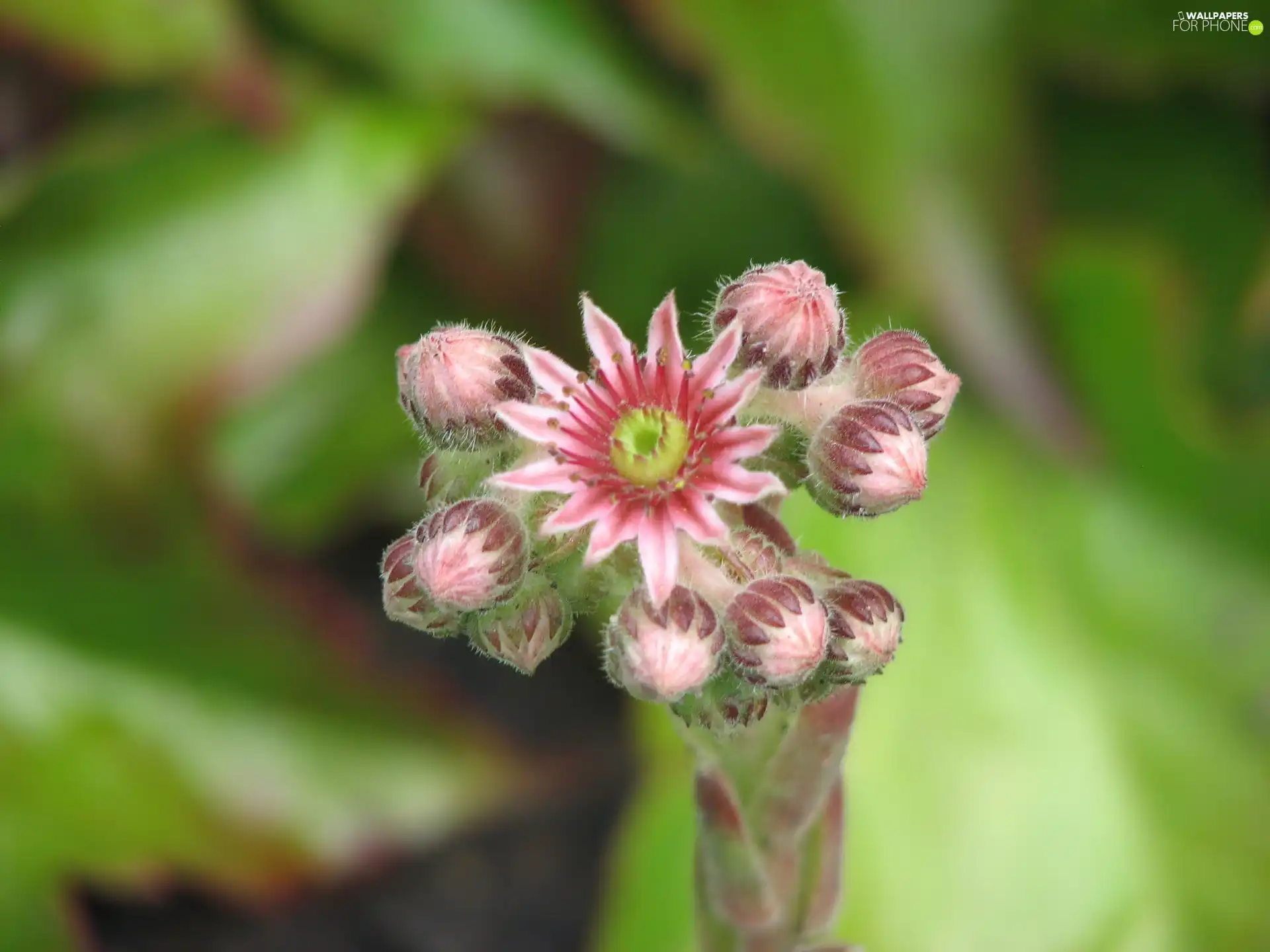 Flowers, Sempervivum, Pink