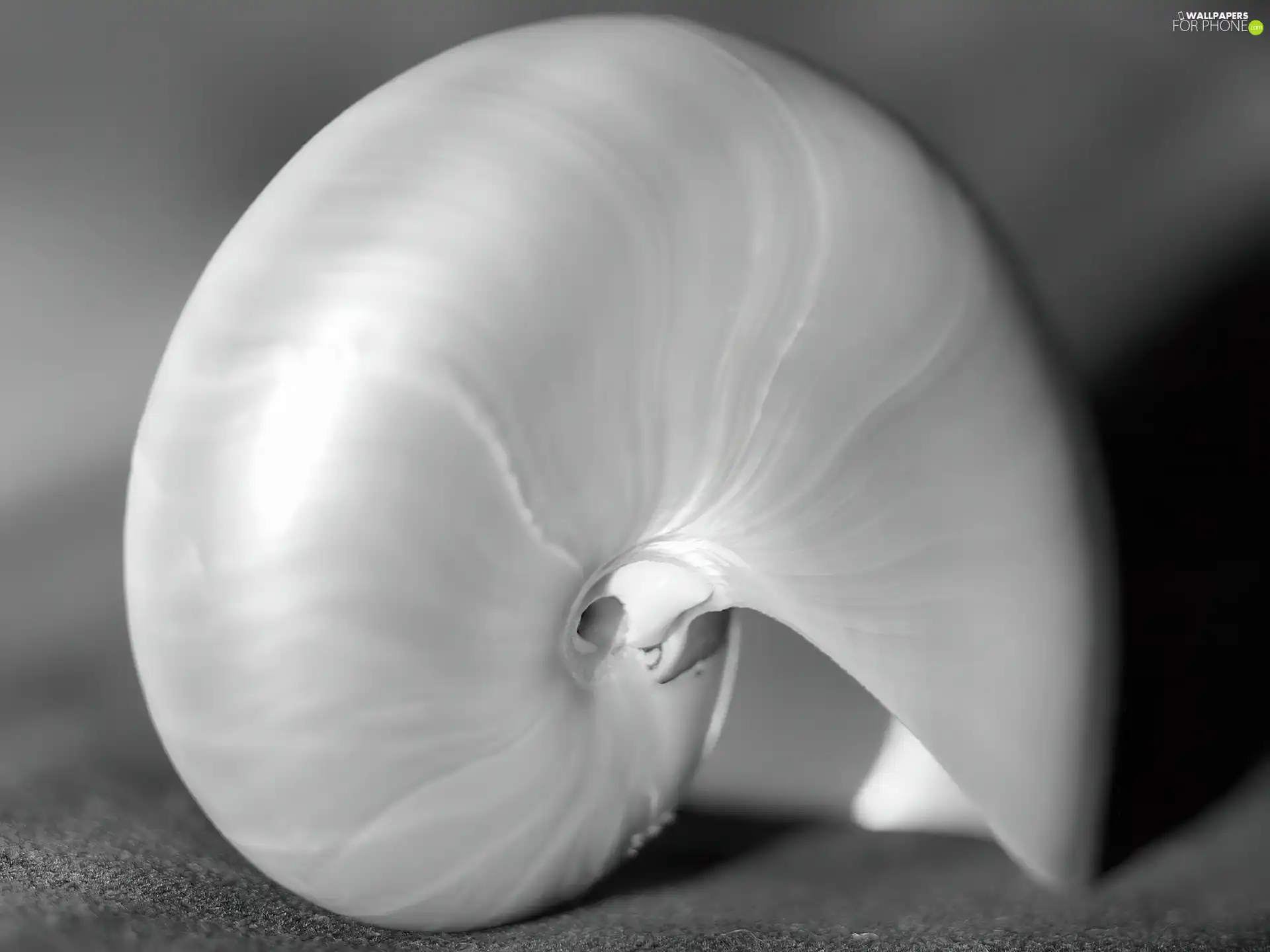 Beauty, shell