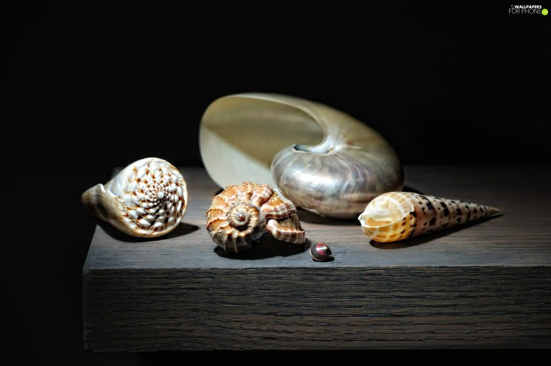Shells, board, different