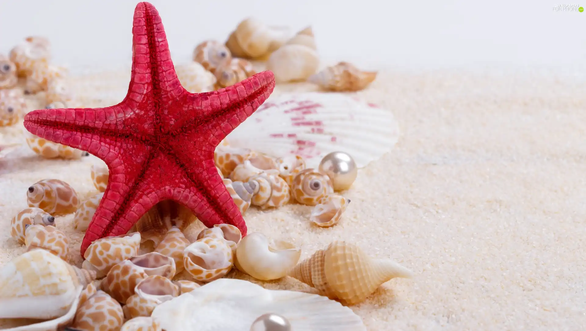 starfish, Sand, Pearl, Shells