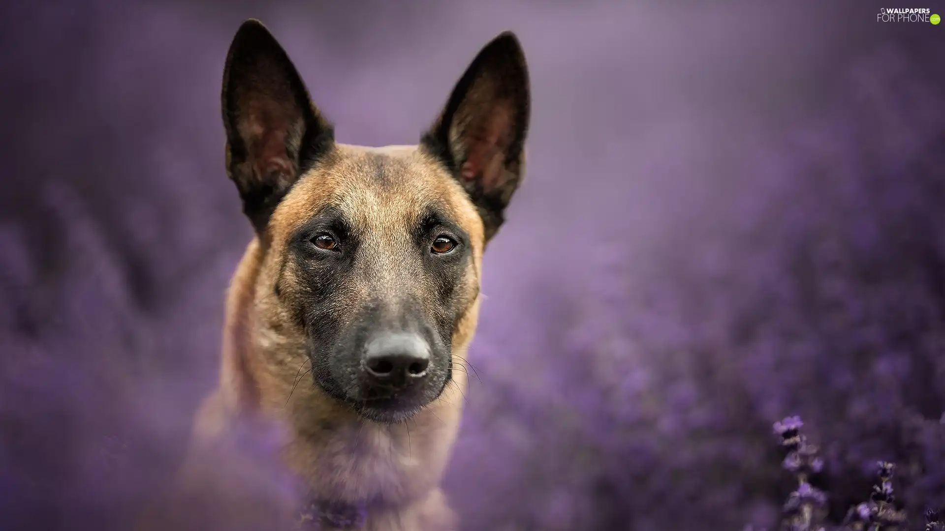 fuzzy, background, Belgian Shepherd Malinois, muzzle, dog