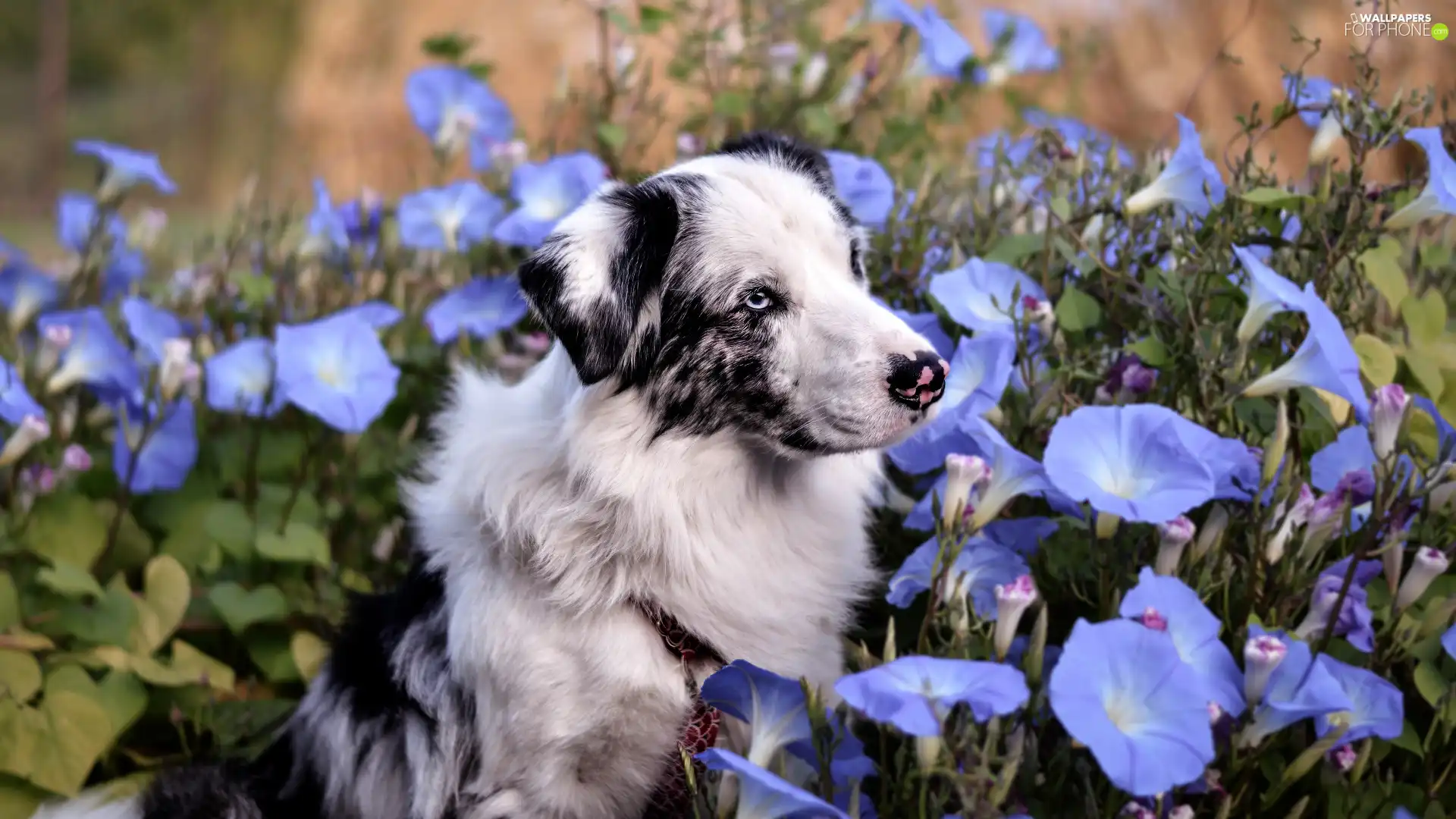 blue, bindweed, Australian Shepherd, Flowers, dog