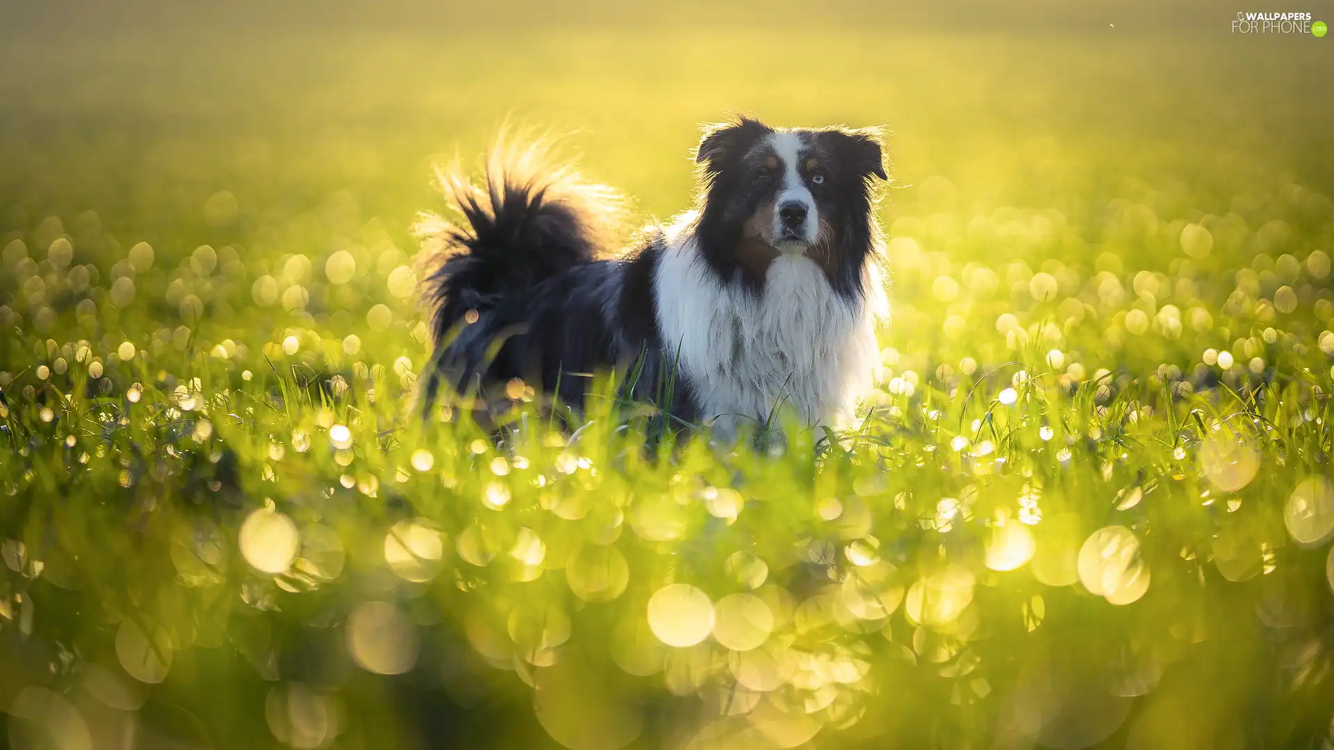 Meadow, dog, Australian Shepherd