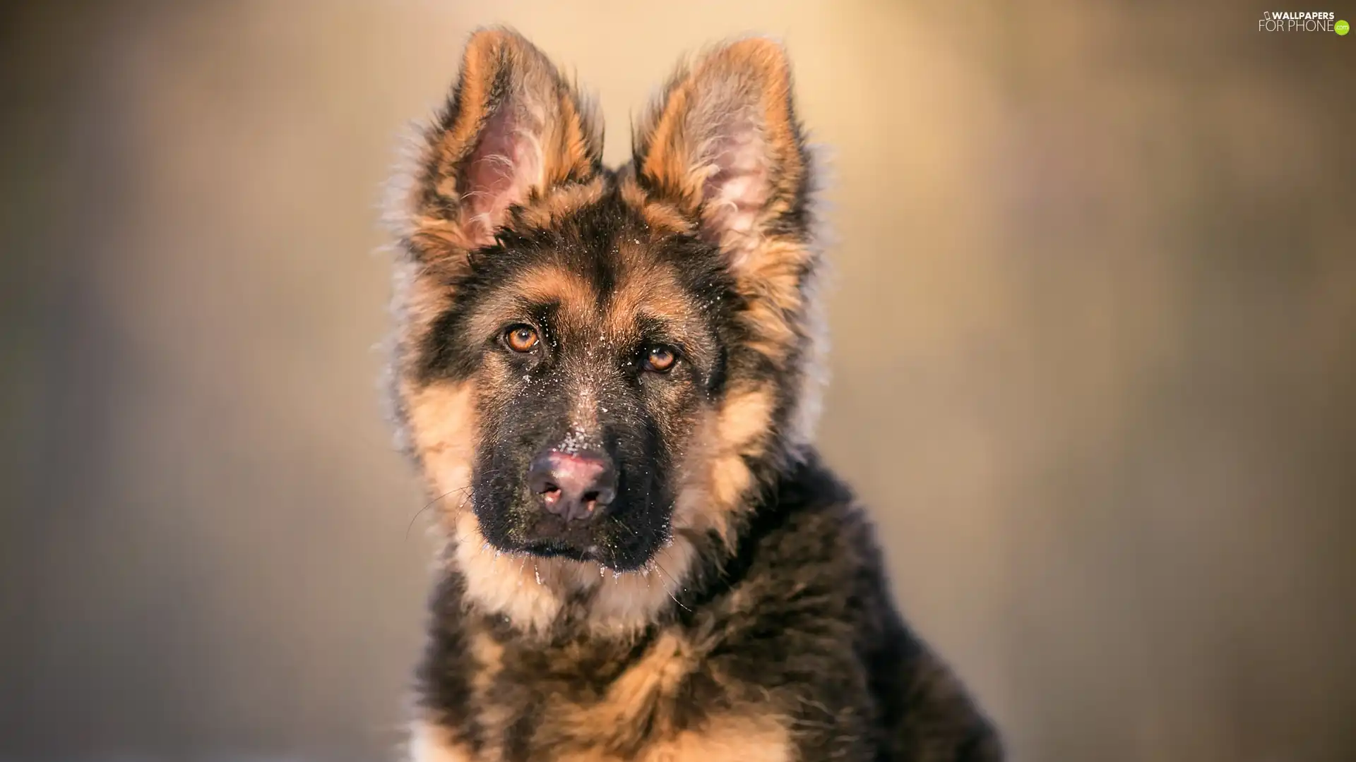 muzzle, Puppy, German Shepherd