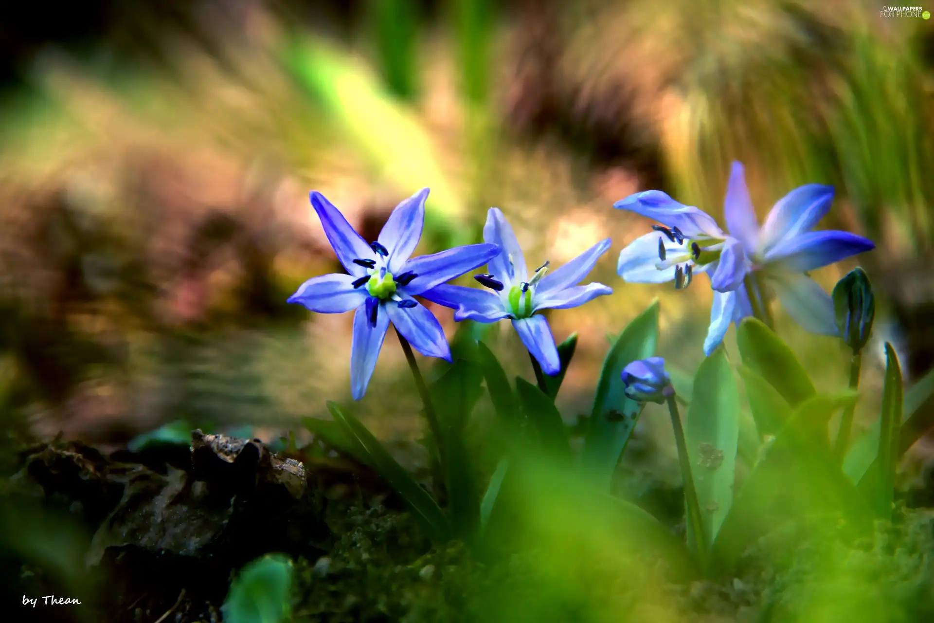 Siberian squill, Flowers