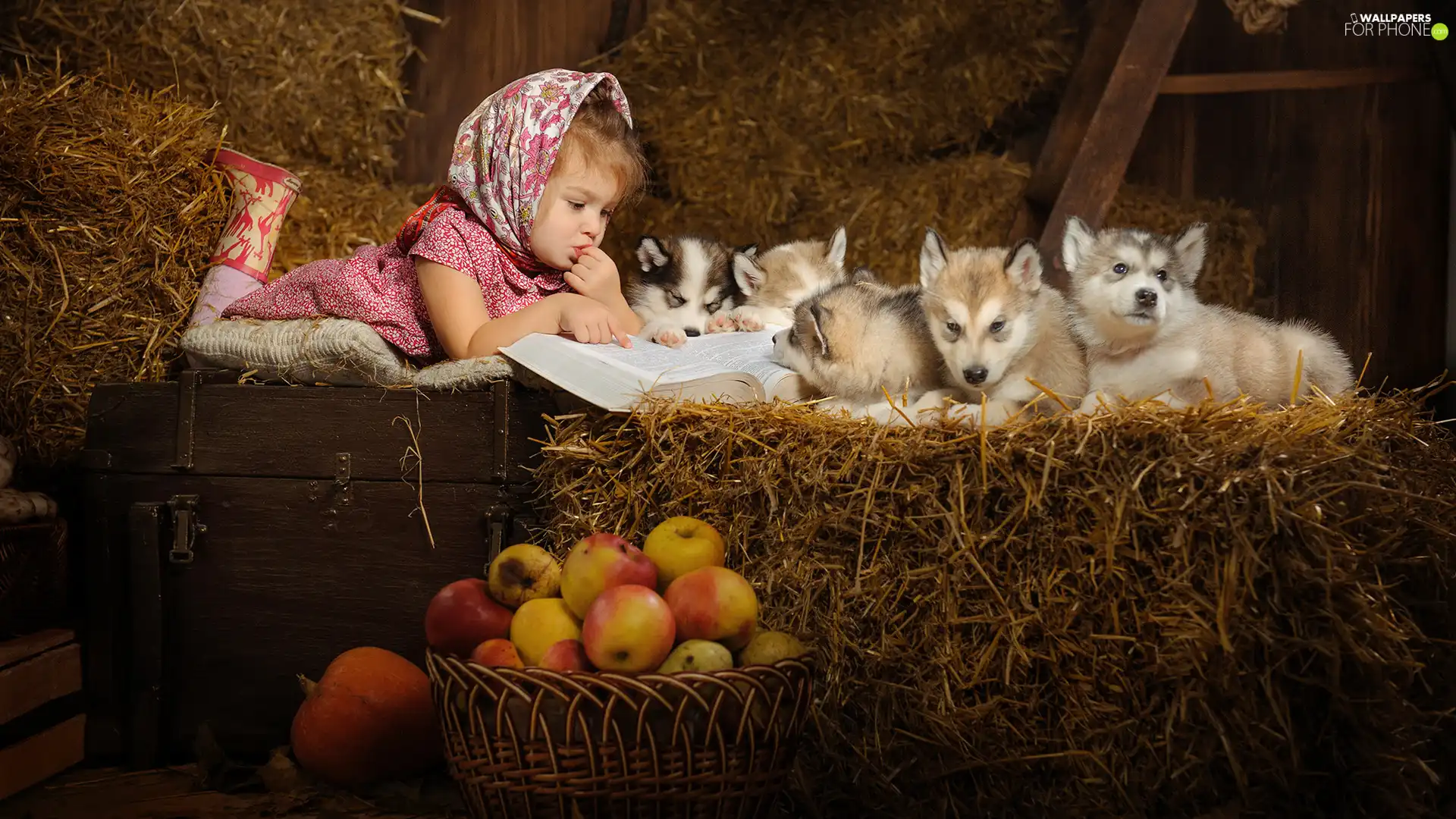 Hay, apples, puppies, Siberian Husky, girl