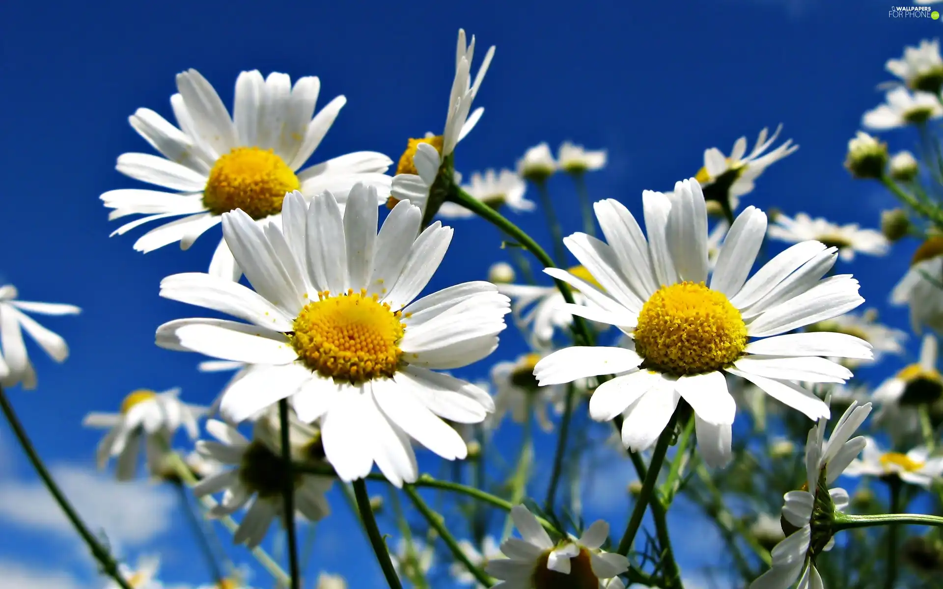 Sky, Flowers, Daisy