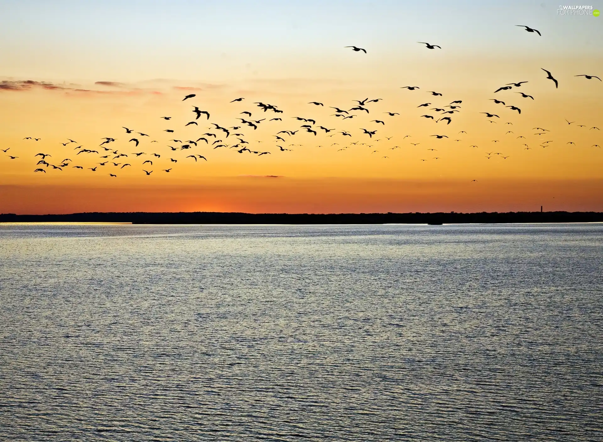 lake, Great Sunsets, Sky, birds