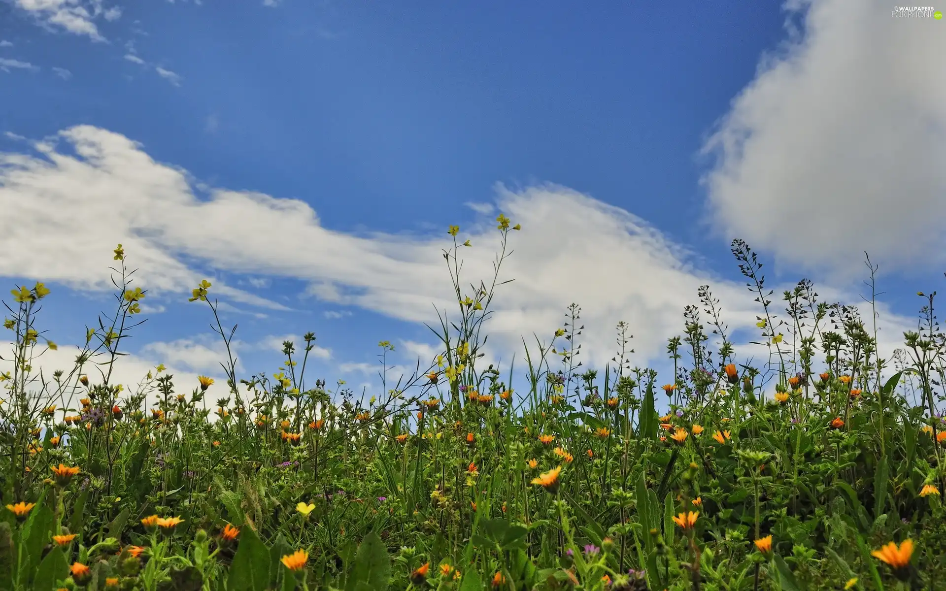 Meadow, grass, Sky, Flowers
