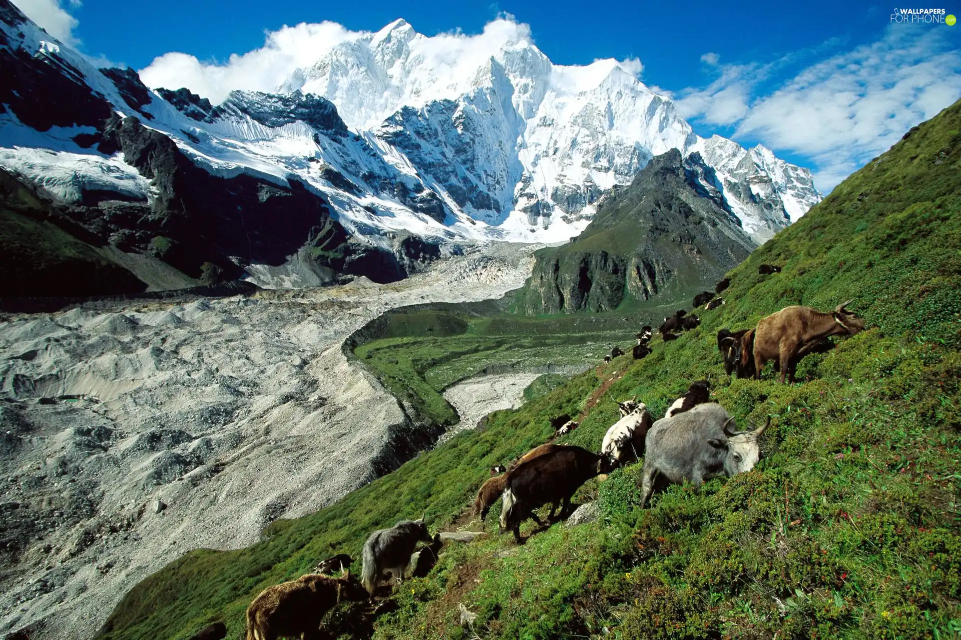 slope, Mountains, cattle