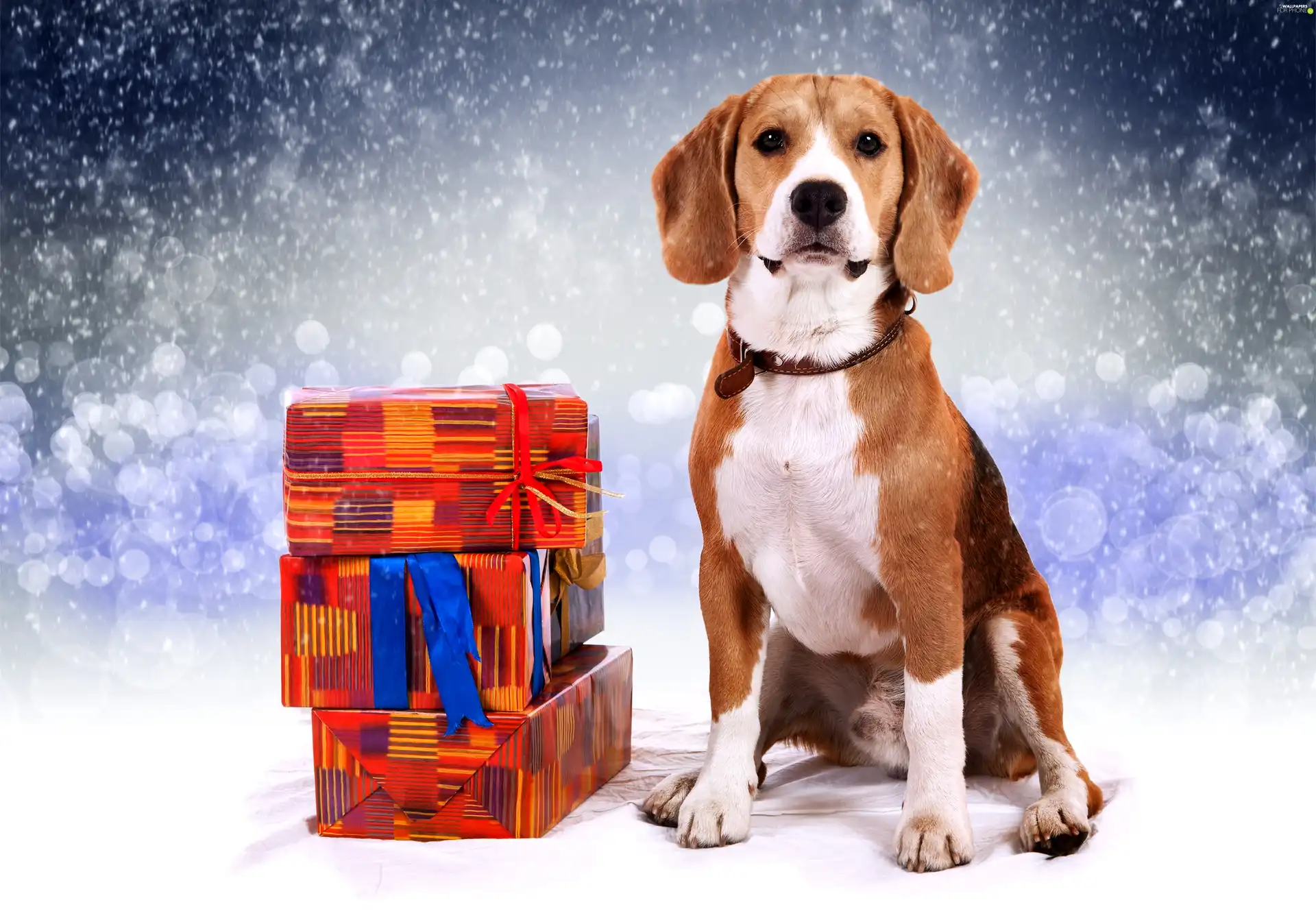 Beagle, incident, snow, gifts