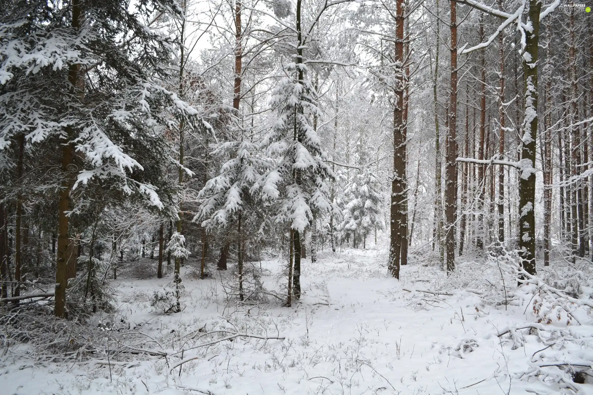 snow, winter, forest