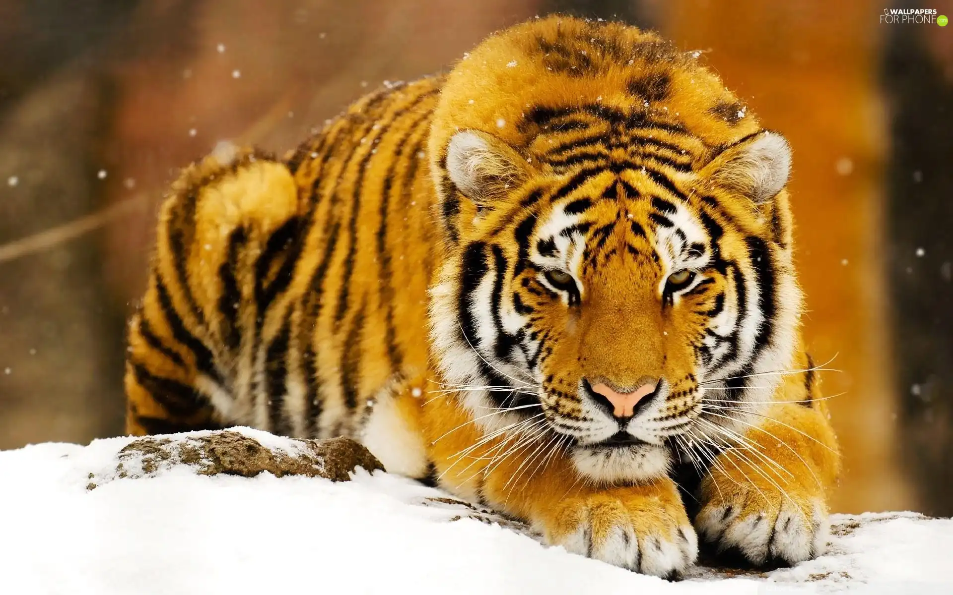 tiger, snow