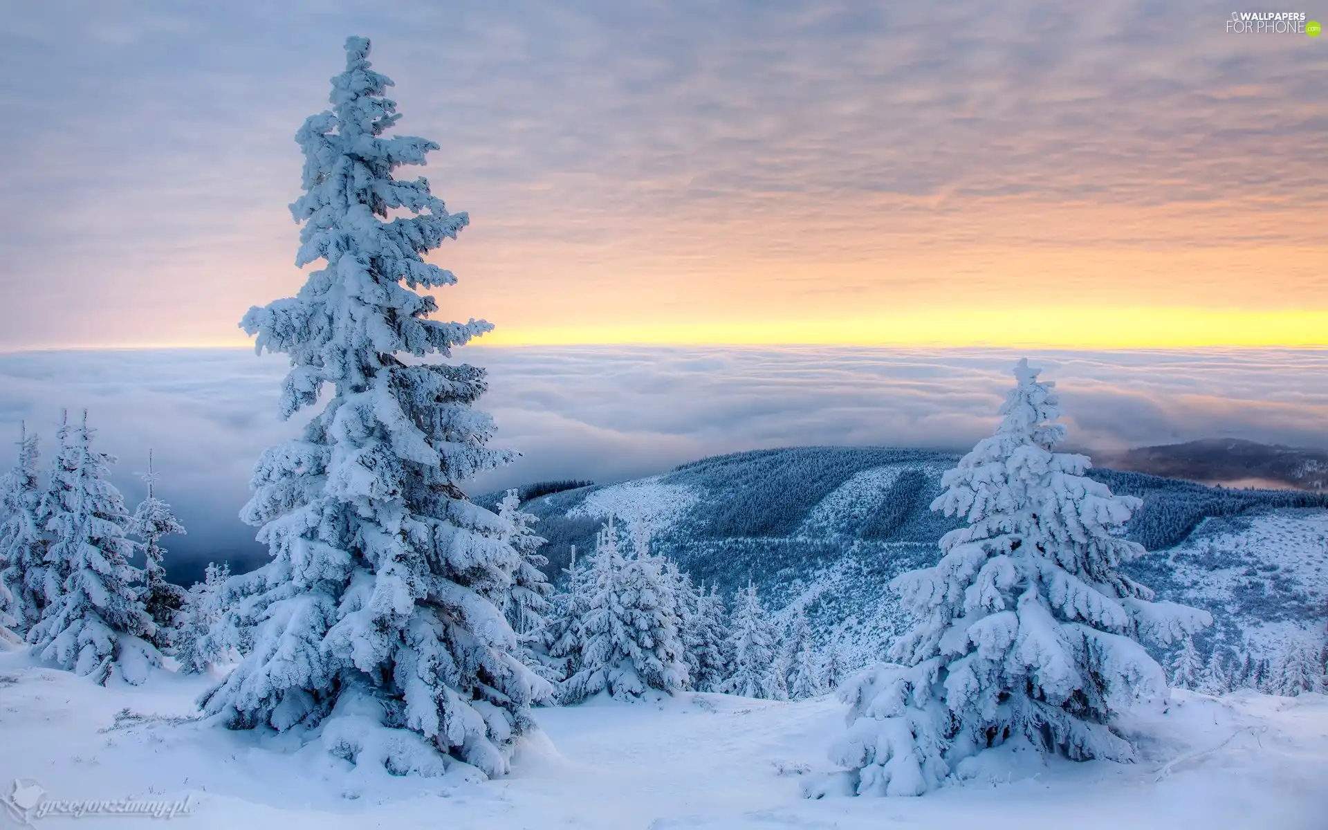 snow, winter, Spruces, Snowy, clouds, Mountains, viewes, Fog, trees
