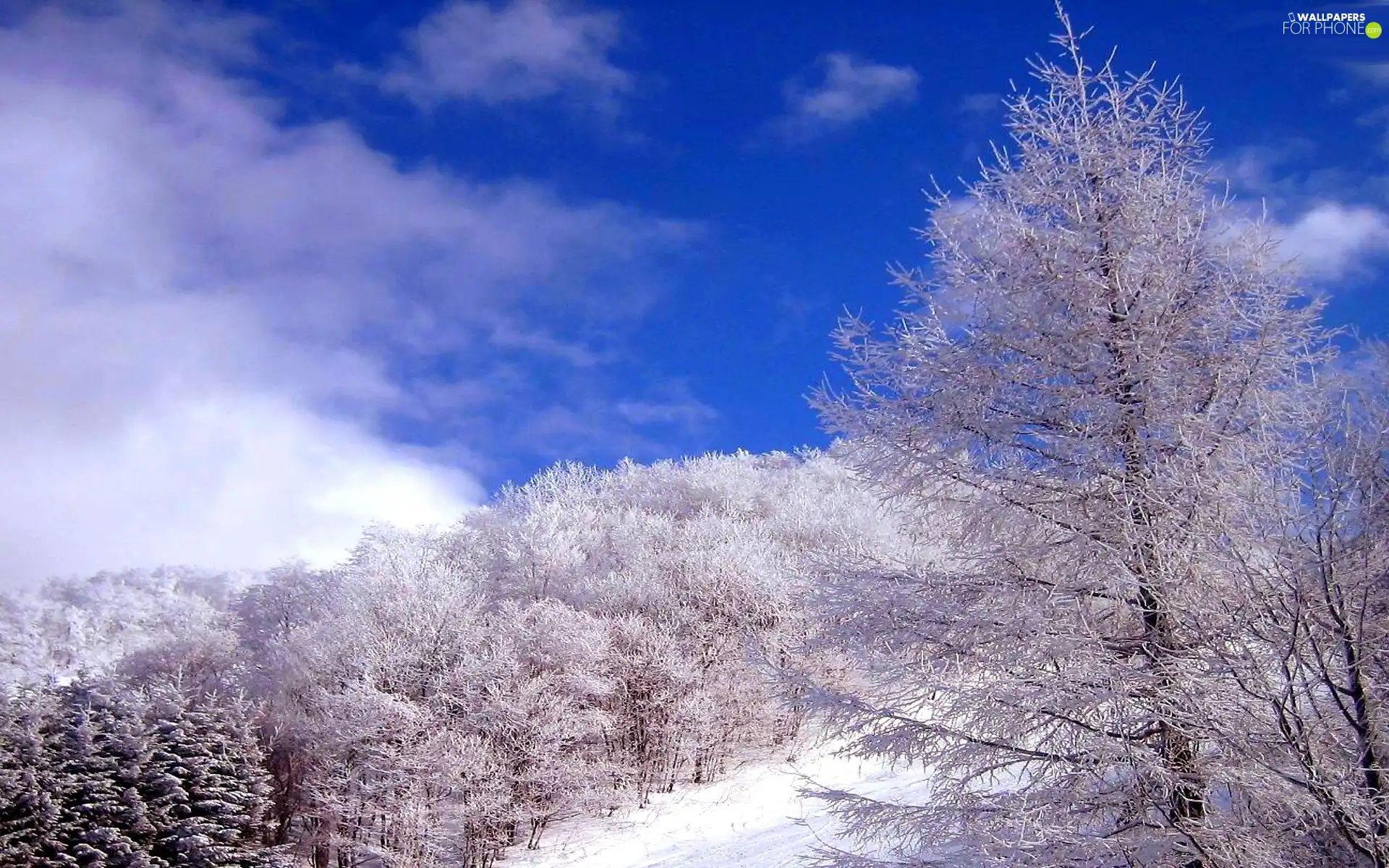 snow, winter, trees, viewes, Sky