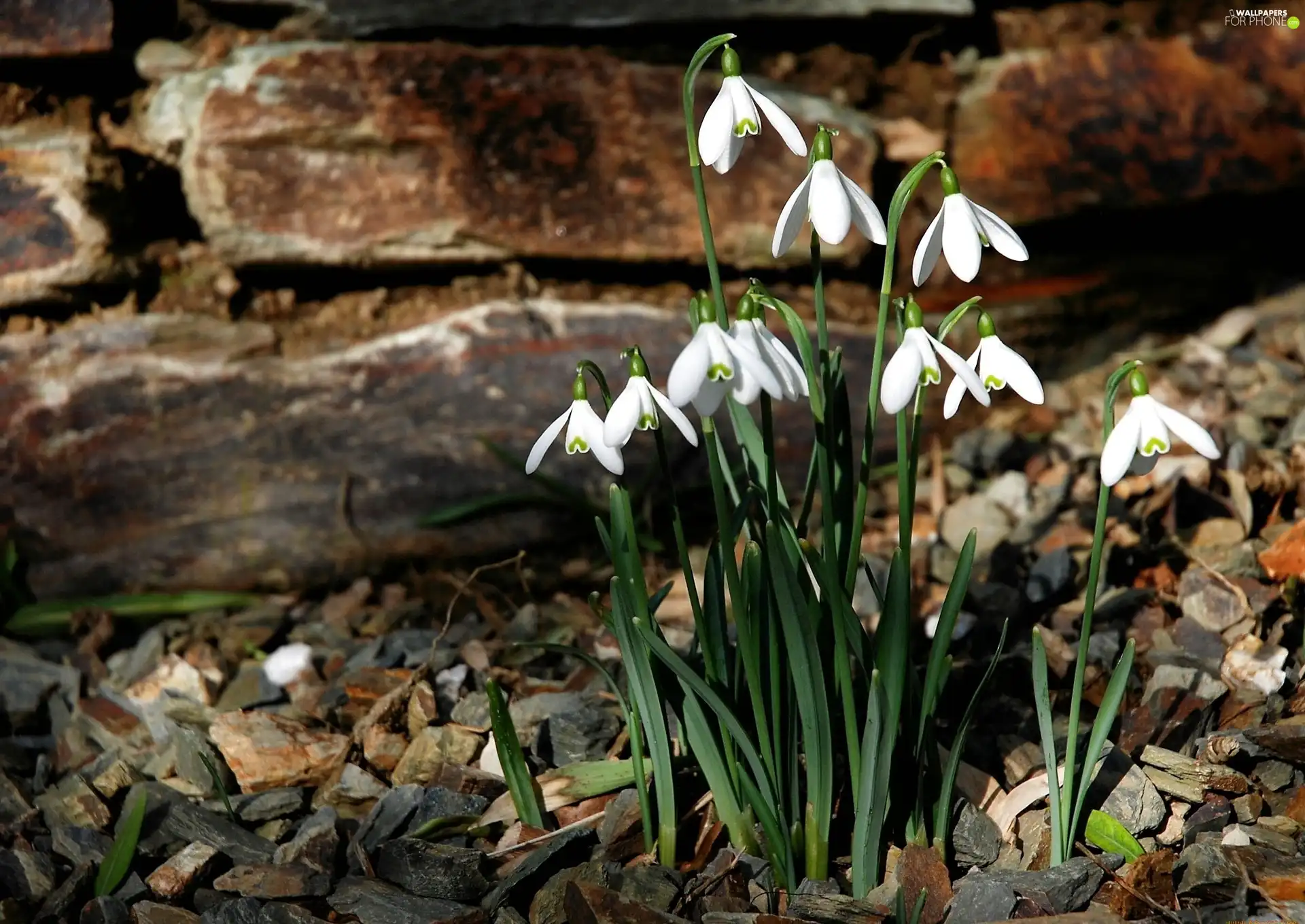 snowdrops, Spring, Flowers