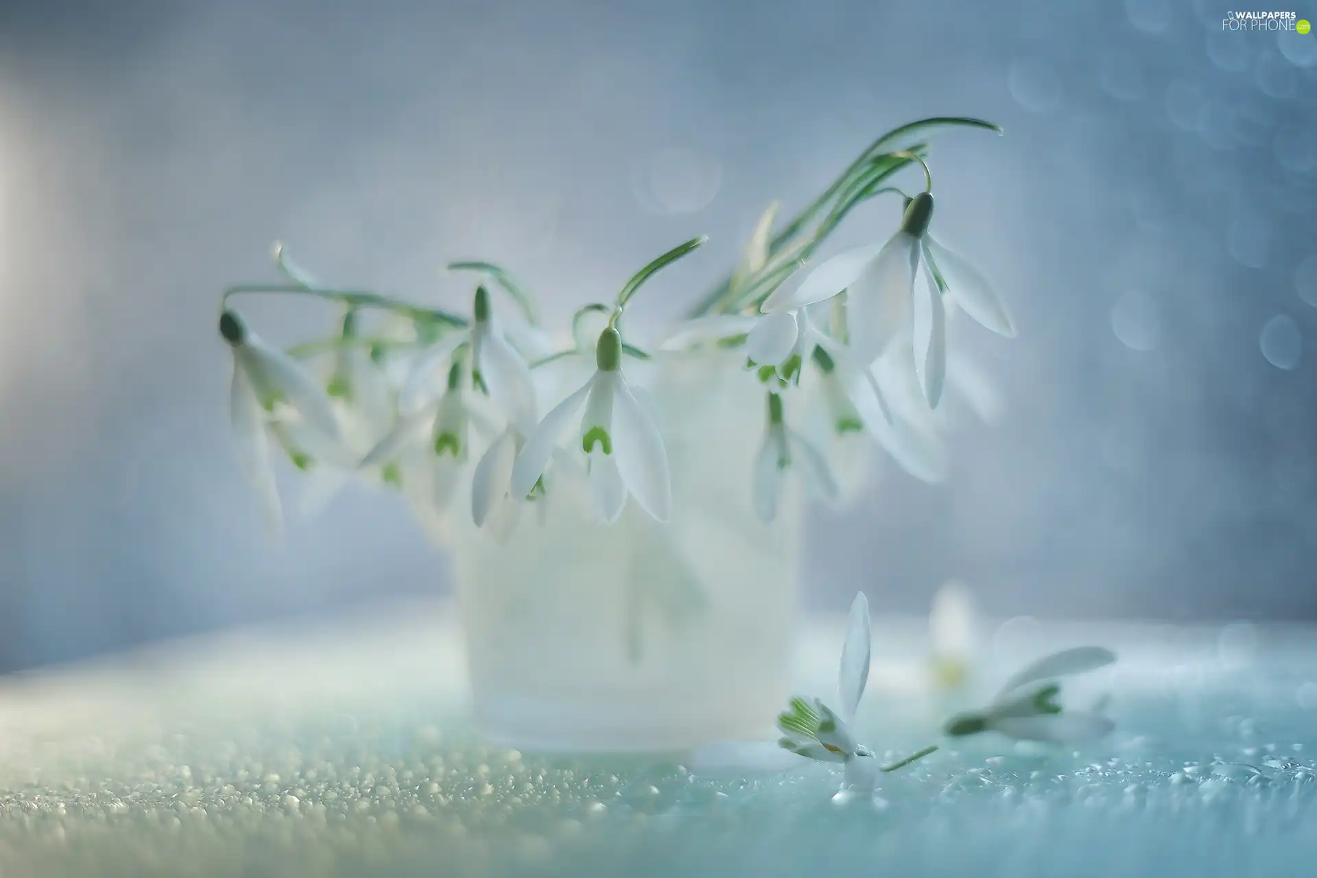 vase, White, Flowers, snowdrops