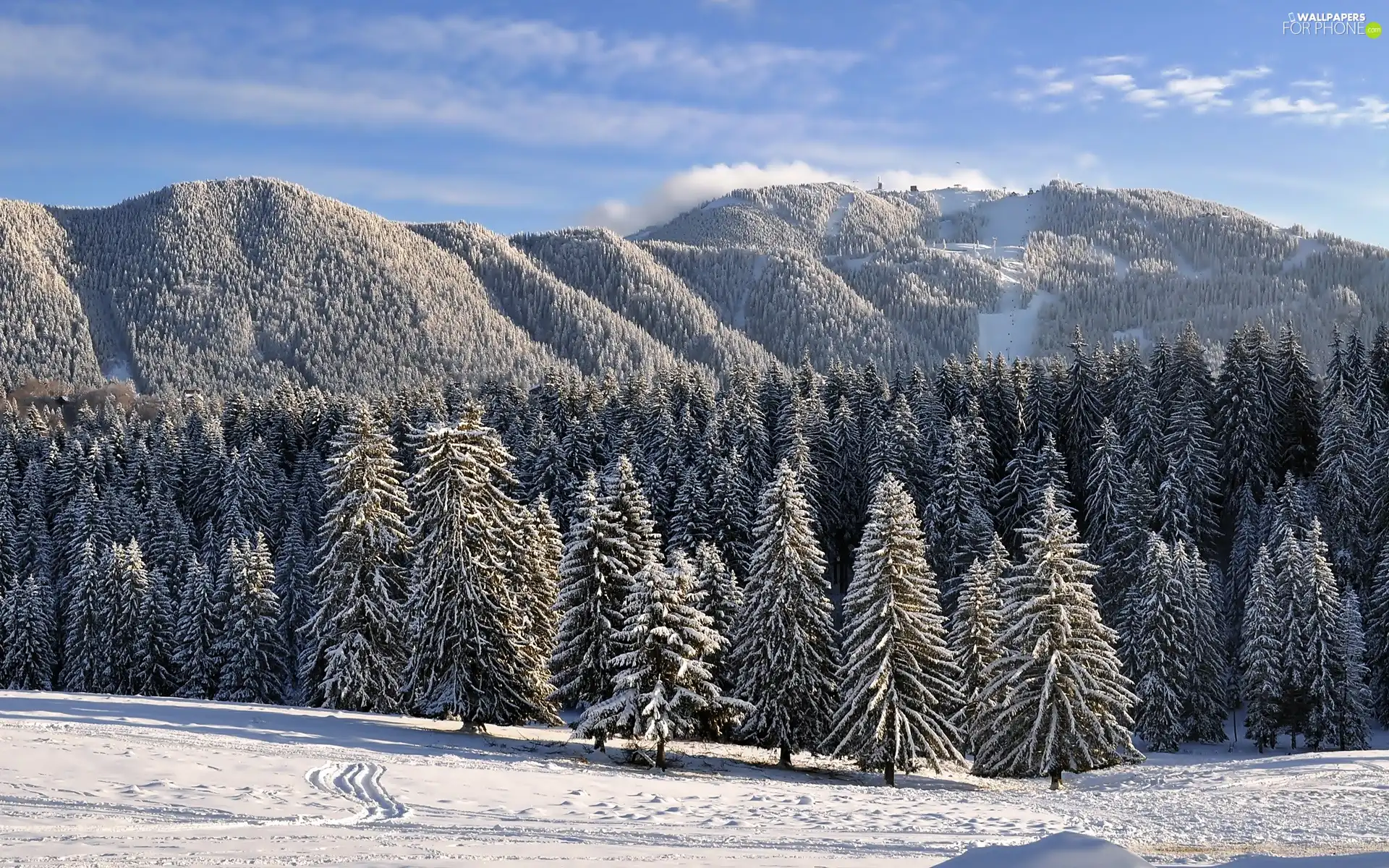 woods, snow, trees, Mountains, winter, Softwood, viewes