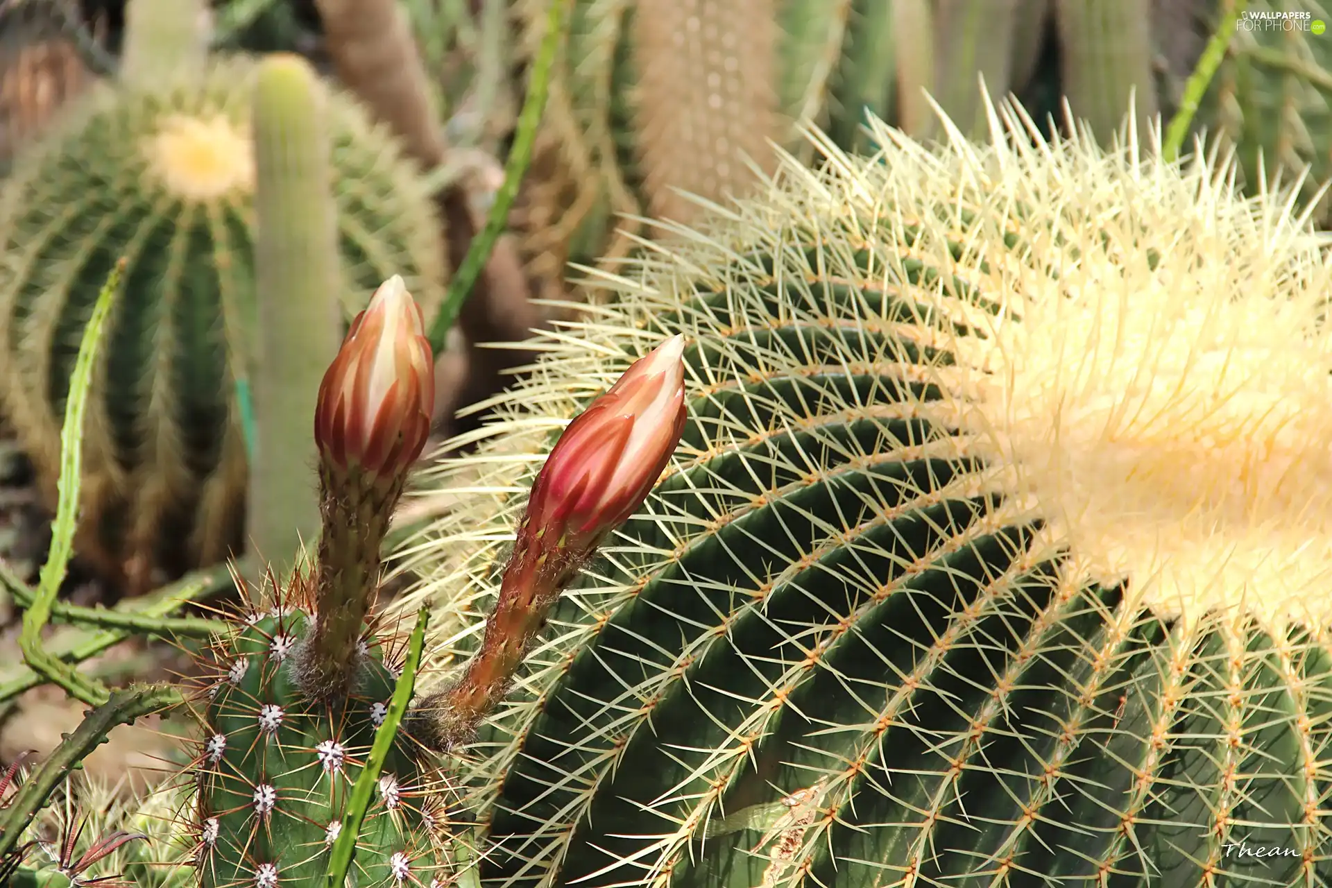 Spikes, flourishing, Cactus